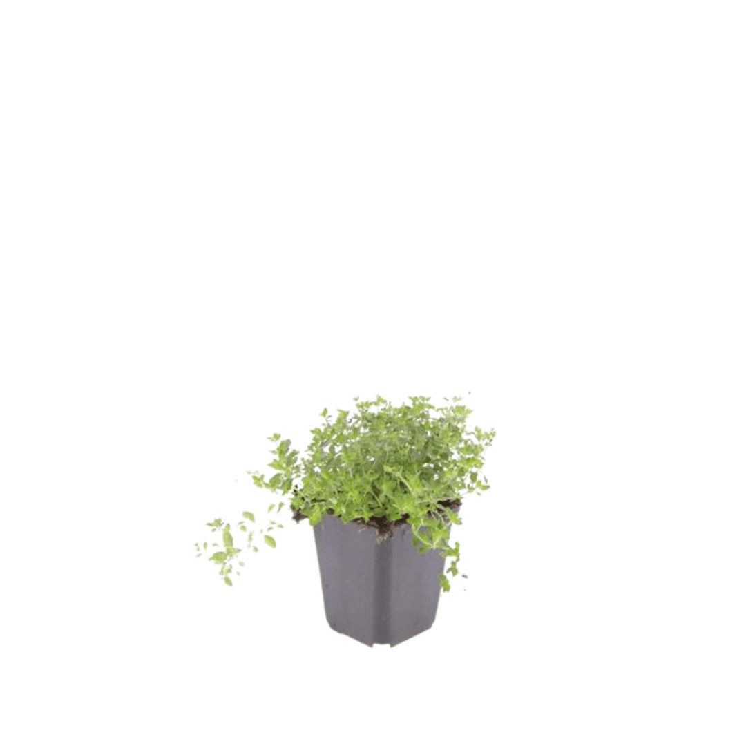 Sand-Thymian (Thymus serpyllum) – 10–25 cm hoch, Ø 9 cm