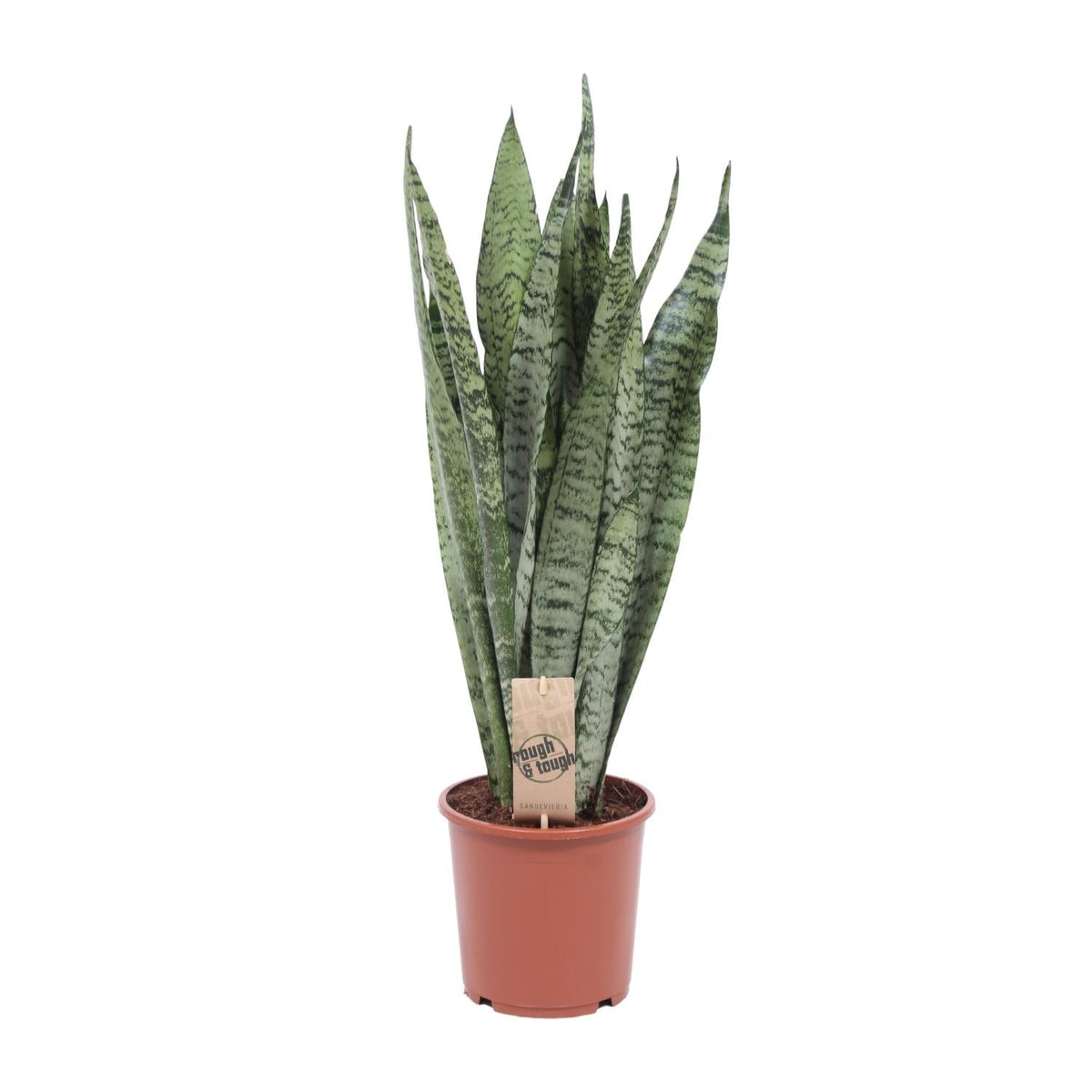 bogenhanf 120 cm Sansevieria Zeylanica – Zeylanischer Bogenhanf - 70-120 cm - Ø17cm