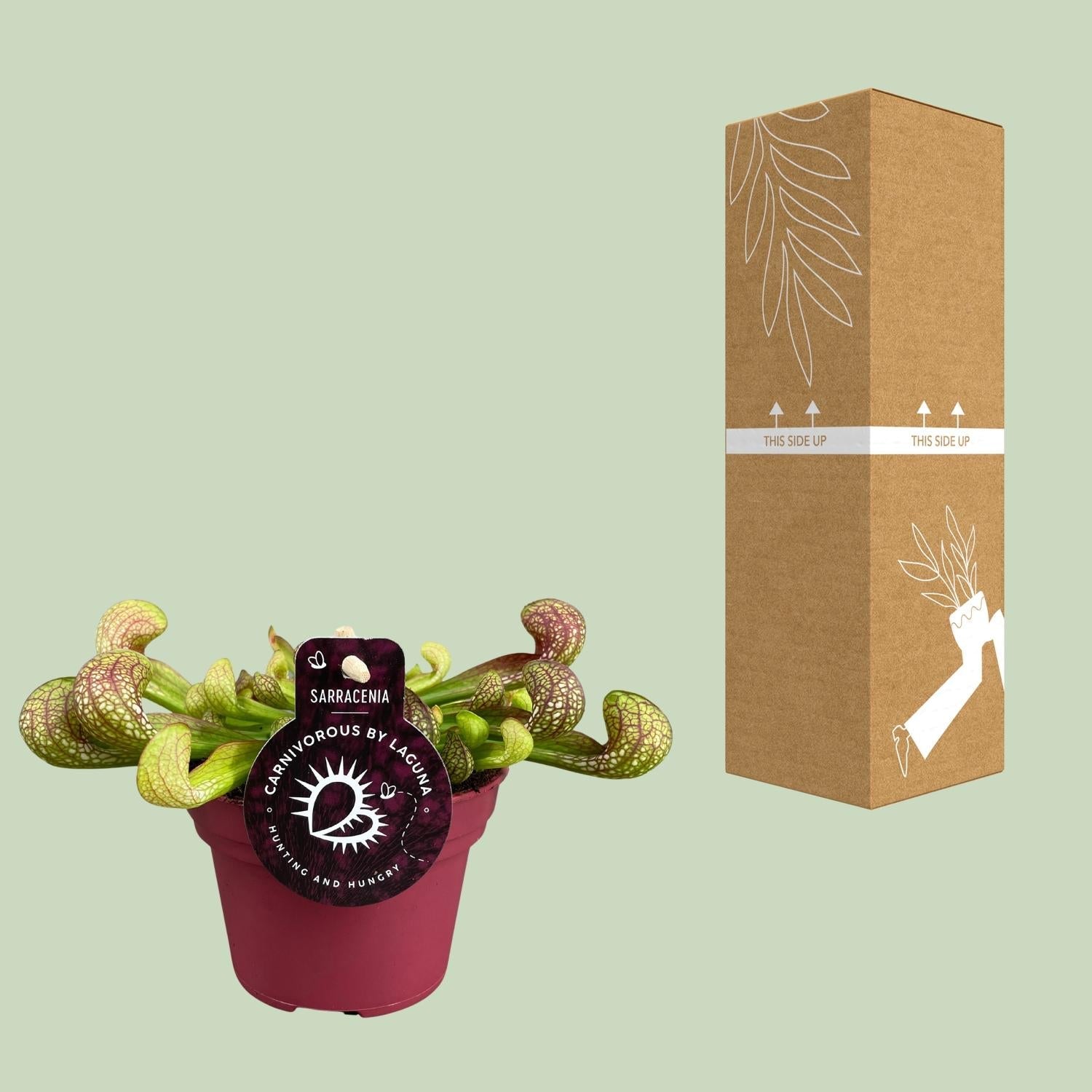 Sarracenia – Schlauchpflanze – verschiedene Sorten – 12 cm Topf - Green Guardia - Ihr Experte für Schädlinge und Pflanzen