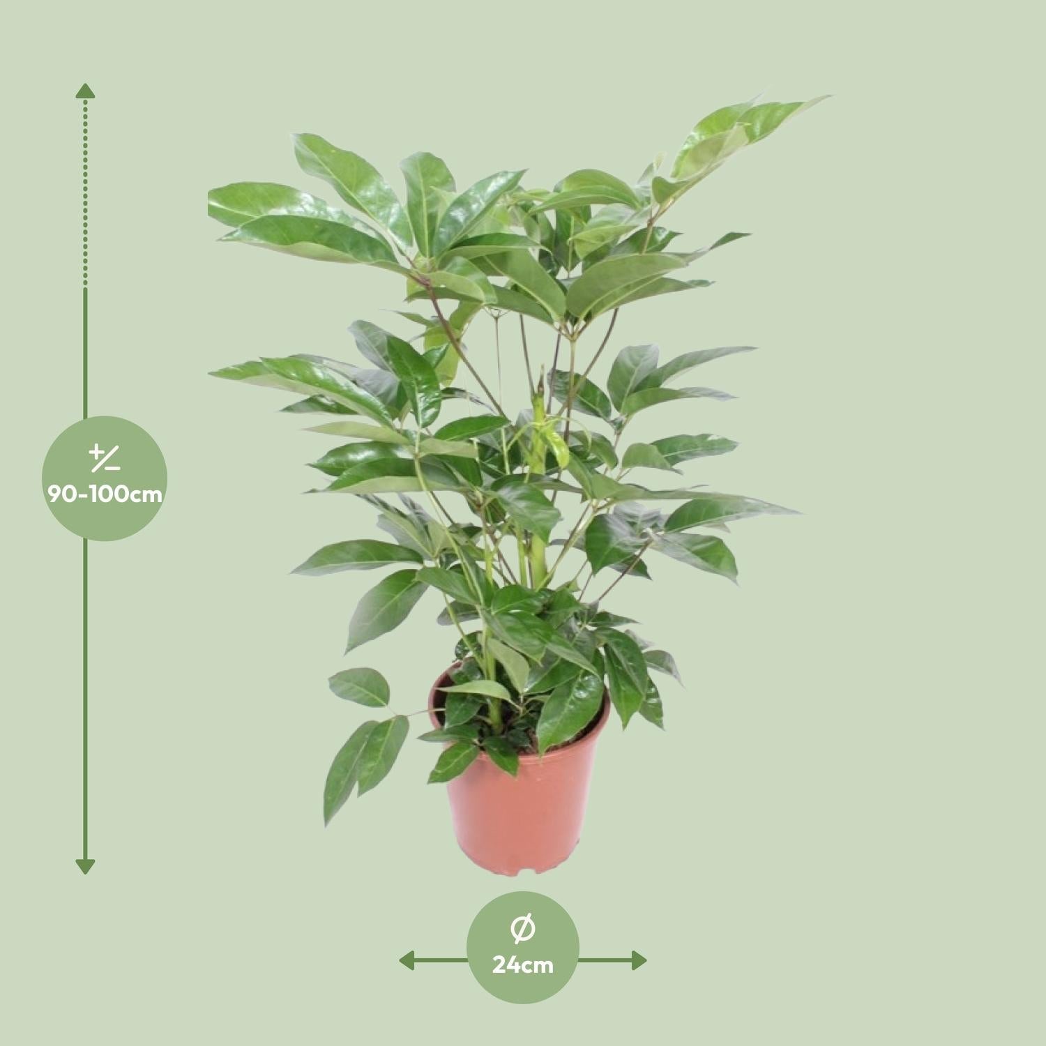 Schefflera actinophylla ‘Amate’ – Strahlenaralie – 24 cm Topf, 100 cm hoch - Green Guardia - Ihr Experte für Schädlinge und Pflanzen
