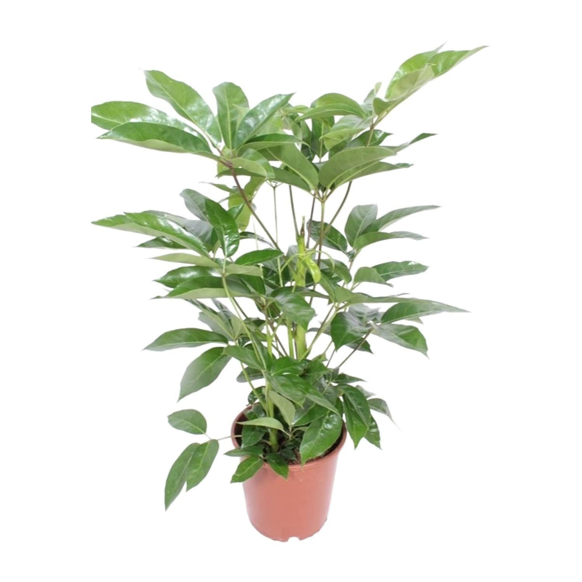 Schefflera actinophylla 'Amate' – Strahlenaralie – 24 cm Topf, 100 cm