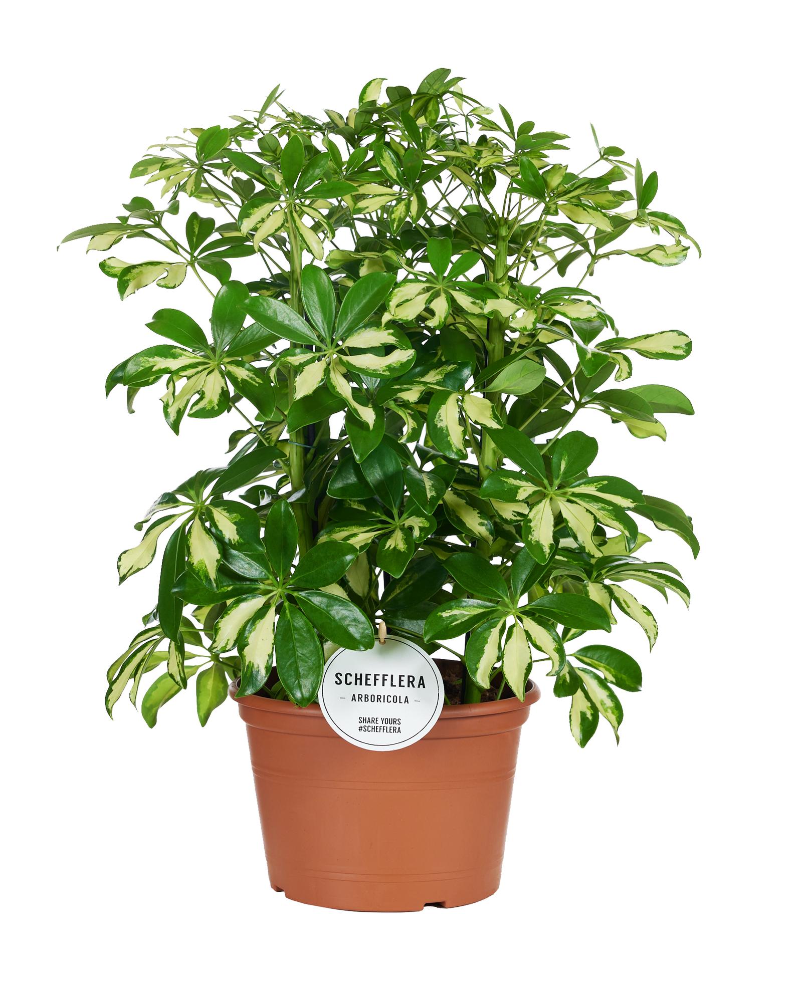 Schefflera ‘Gerda’ – Strahlenaralie – 35 - 55 cm hoch - Green Guardia - Ihr Experte für Schädlinge und Pflanzen