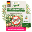 Schlupfwespen gegen Apfelwickler