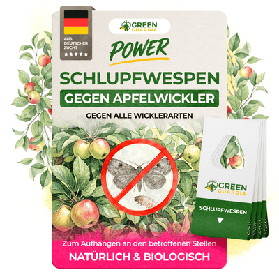 Schlupfwespen gegen Apfelwickler - Green Guardia - Ihr Experte für Schädlinge und Pflanzen