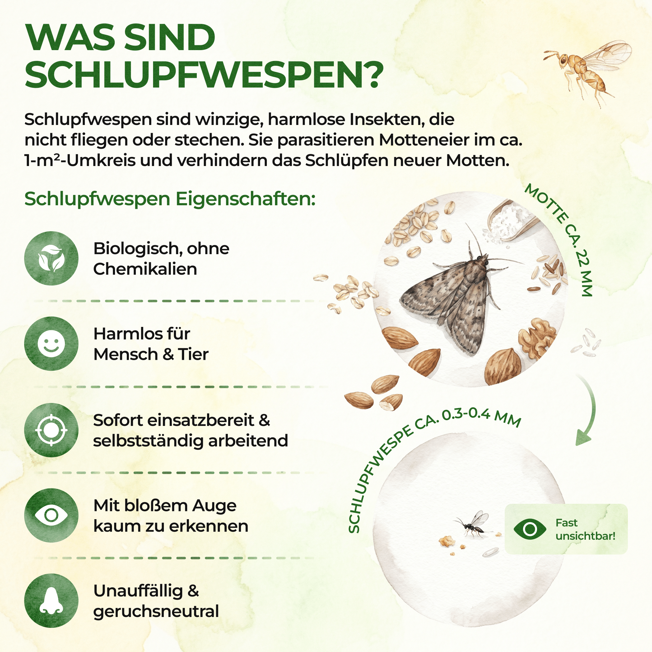 Schlupfwespen gegen Lebensmittelmotten - Green Guardia - Ihr Experte für Schädlinge und Pflanzen