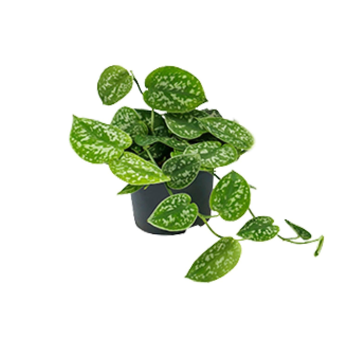 Scindapsus Pictus 'Argyraeus' – Gefleckte Efeutute