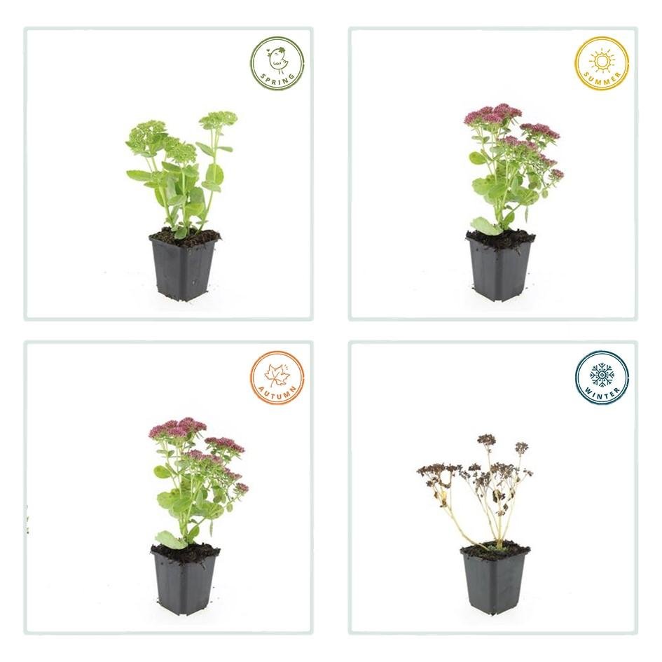 Sedum ‘Herbstfreude’ – kompakte Fetthenne, 10–25 cm hoch - Green Guardia - Ihr Experte für Schädlinge und Pflanzen