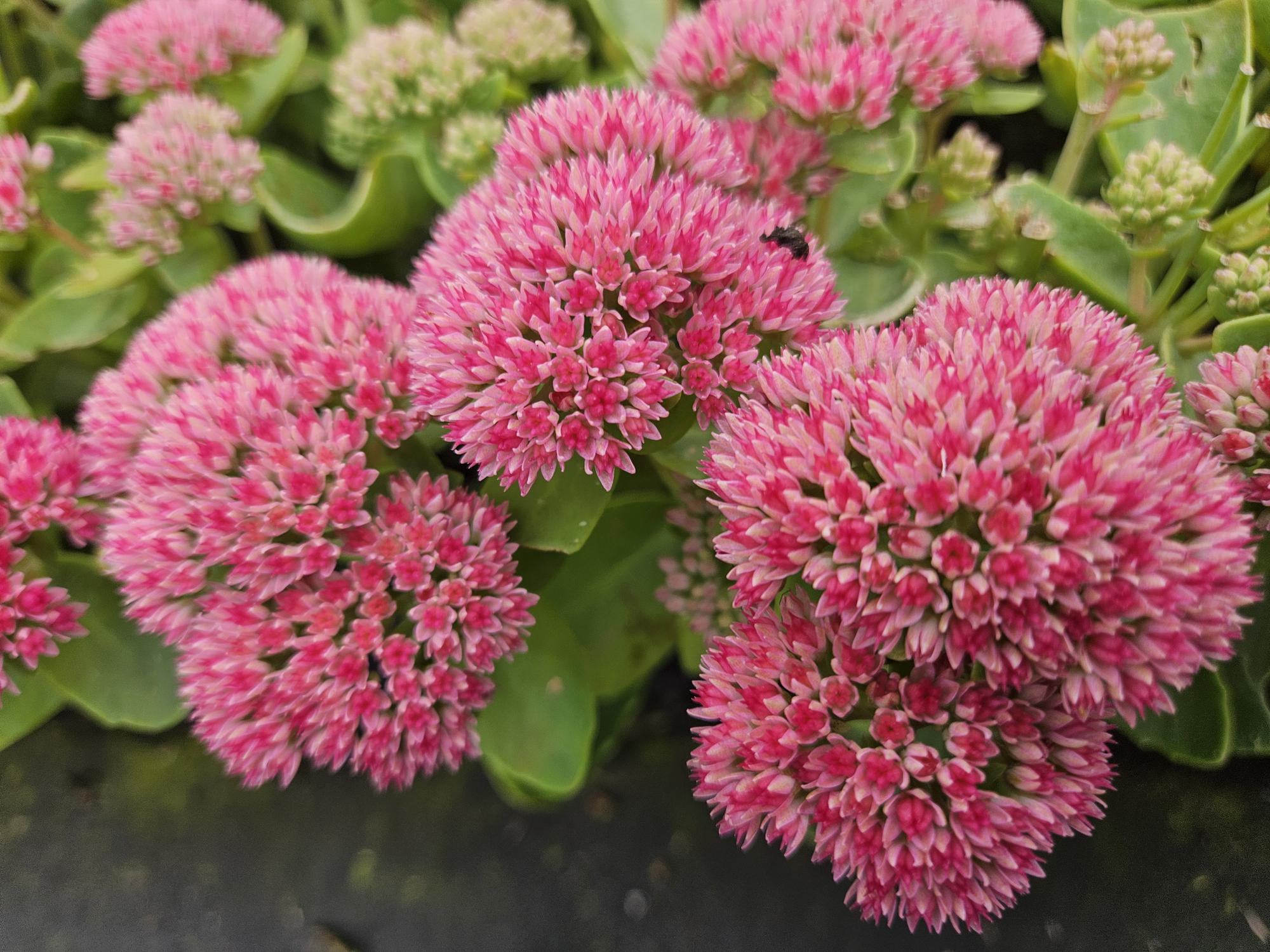 Sedum ‘Herbstfreude’ – kompakte Fetthenne, 10–25 cm hoch - Green Guardia - Ihr Experte für Schädlinge und Pflanzen