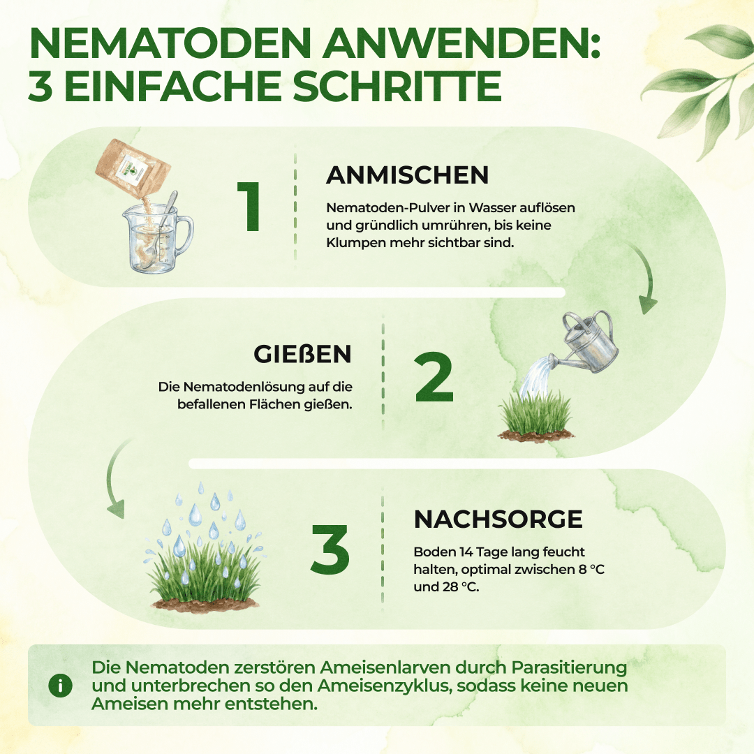 Nematoden gegen Kohlfliegen
