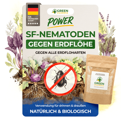 SF - Nematoden gegen Erdflöhe - Green Guardia - Ihr Experte für Schädlinge und Pflanzen