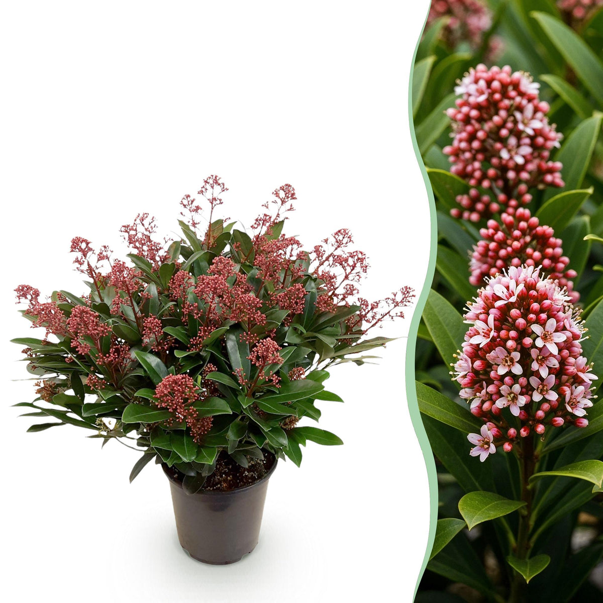 Skimmia japonica 'Rubella' – winterhart – rote Blüten – 10 bis zu über