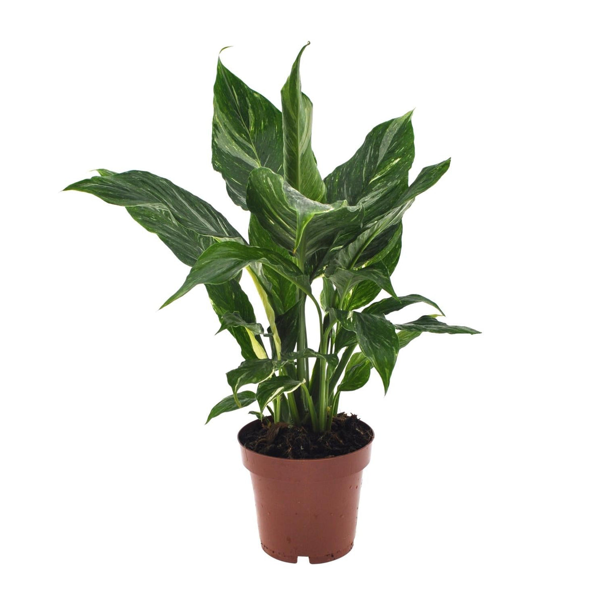 zimmerpflanzen einblatt Spathiphyllum 'Diamond' – Einblatt – 12 cm Topf, 40 cm hoch