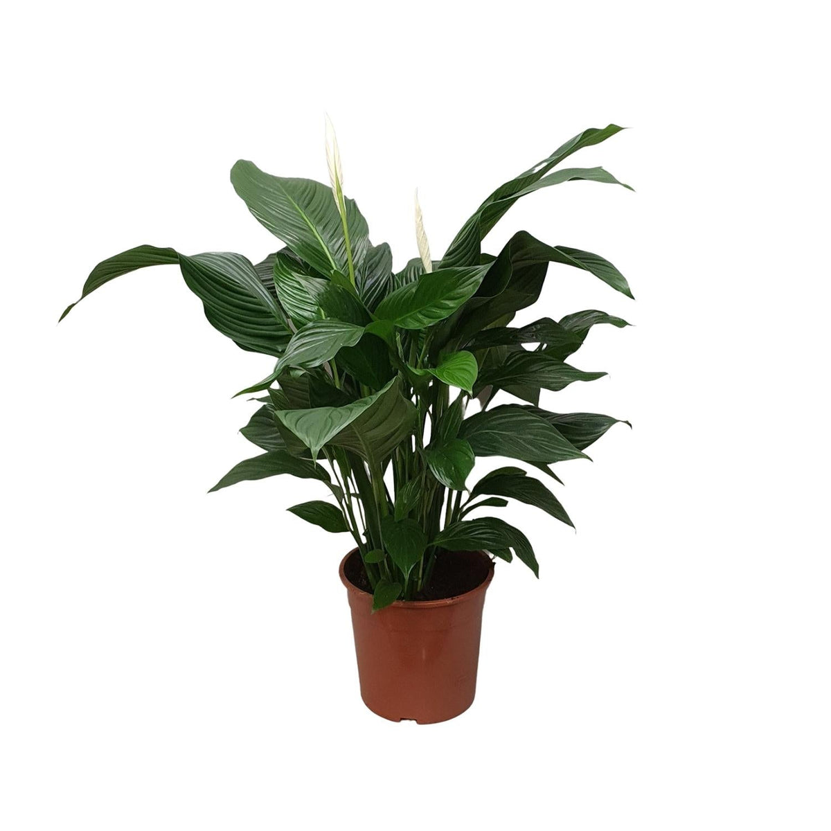 Spathiphyllum – Friedenslilie