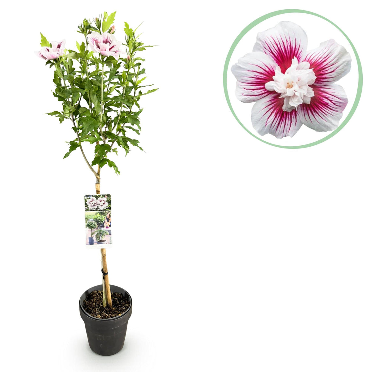 Starburst Chiffon® Hibiskus – laubabwerfende Stamm-Pflanze, 19 cm Topf
