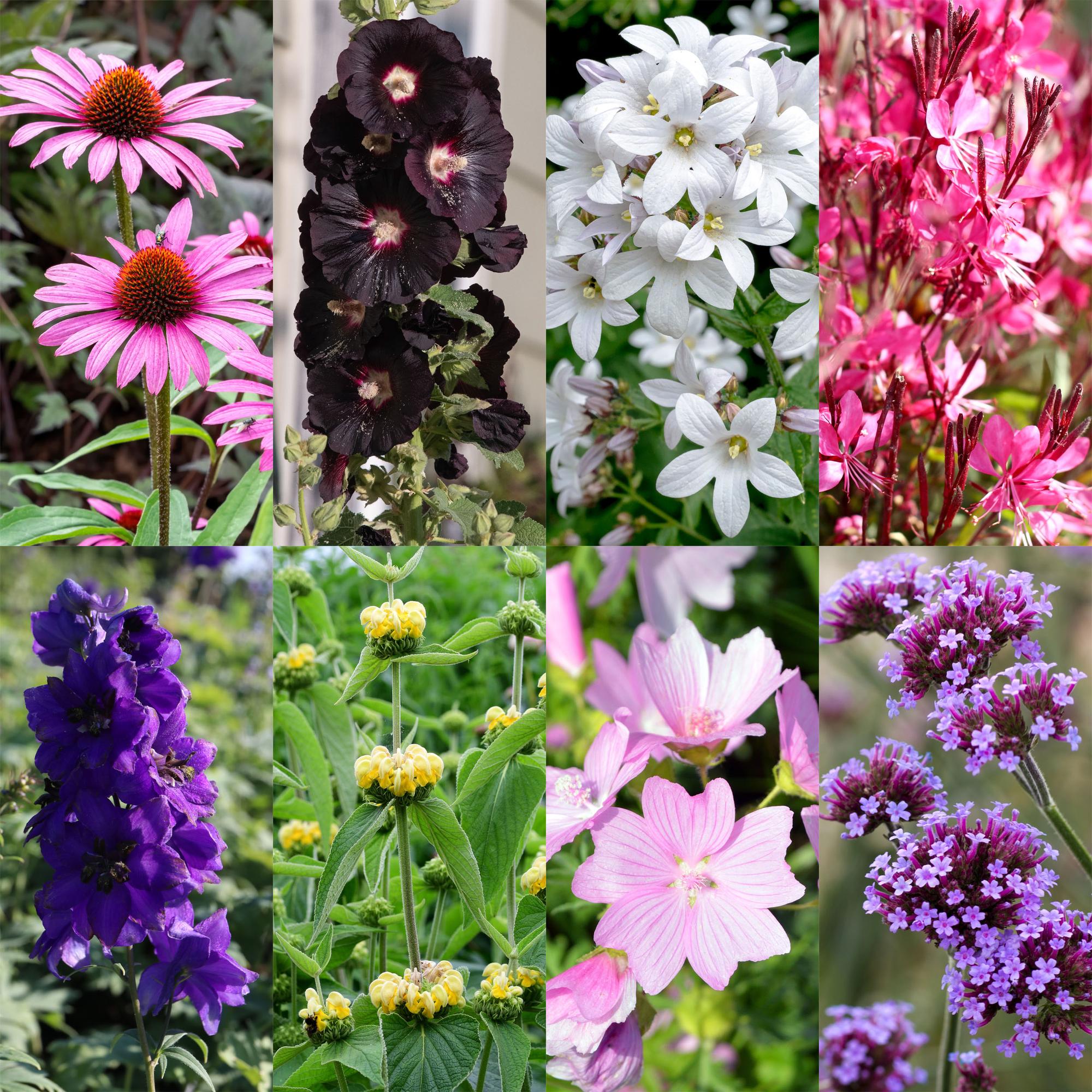 Staudenpaket – bienen - & schmetterlingsanziehend – 8 Stauden – für ca. 1 m² – verschiedene Farben – pflegeleicht – 11 cm Topf - Green Guardia - Ihr Experte für Schädlinge und Pflanzen