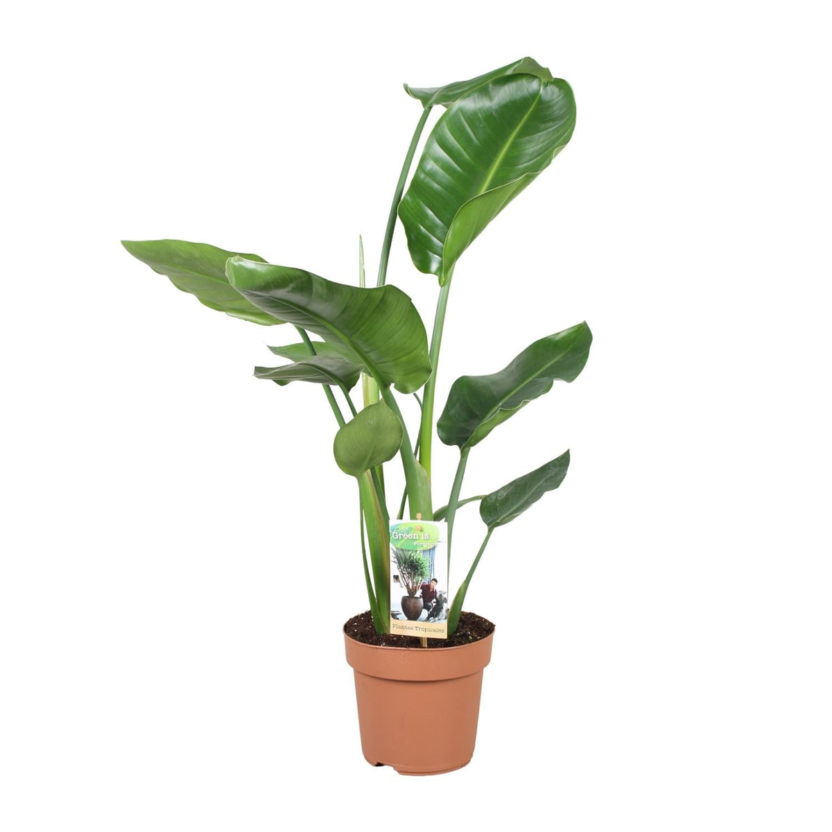 Strelitzia Nicolai – Weiße Paradiesvogelblume