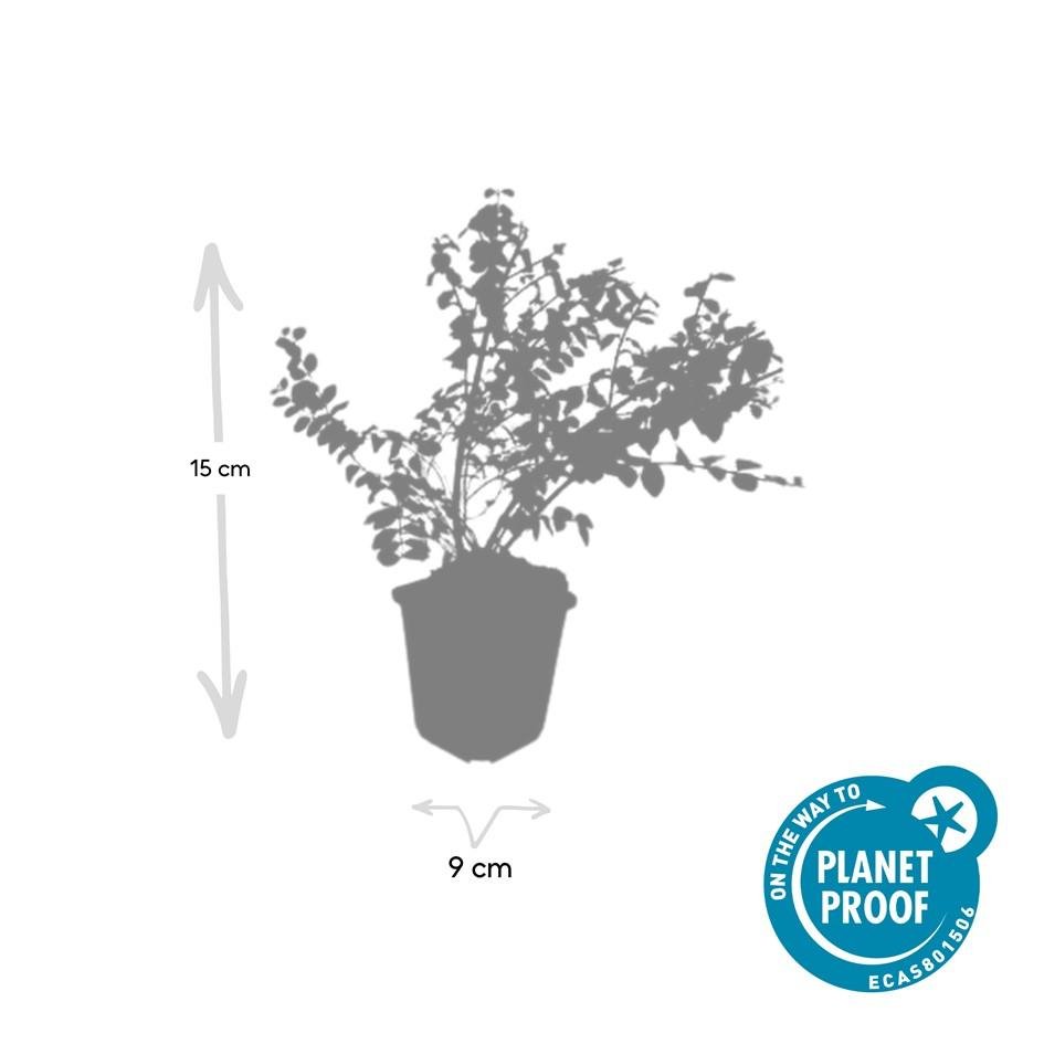 Symphoricarpos ‘Hancock’ – bodendeckender Zierstrauch, 9 cm Topf, 10–25 cm - Green Guardia - Ihr Experte für Schädlinge und Pflanzen