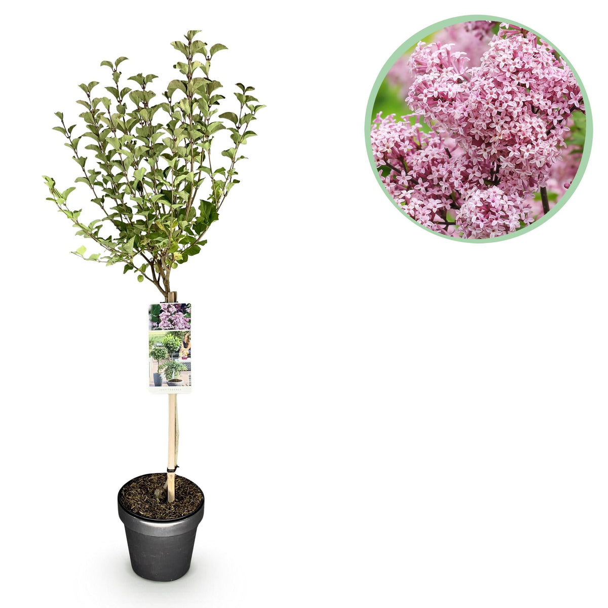 Syringa meyeri ‚Palibin' – laubabwerfend & winterhart – lila Blüte – 1