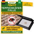 Teppichkäfer Falle