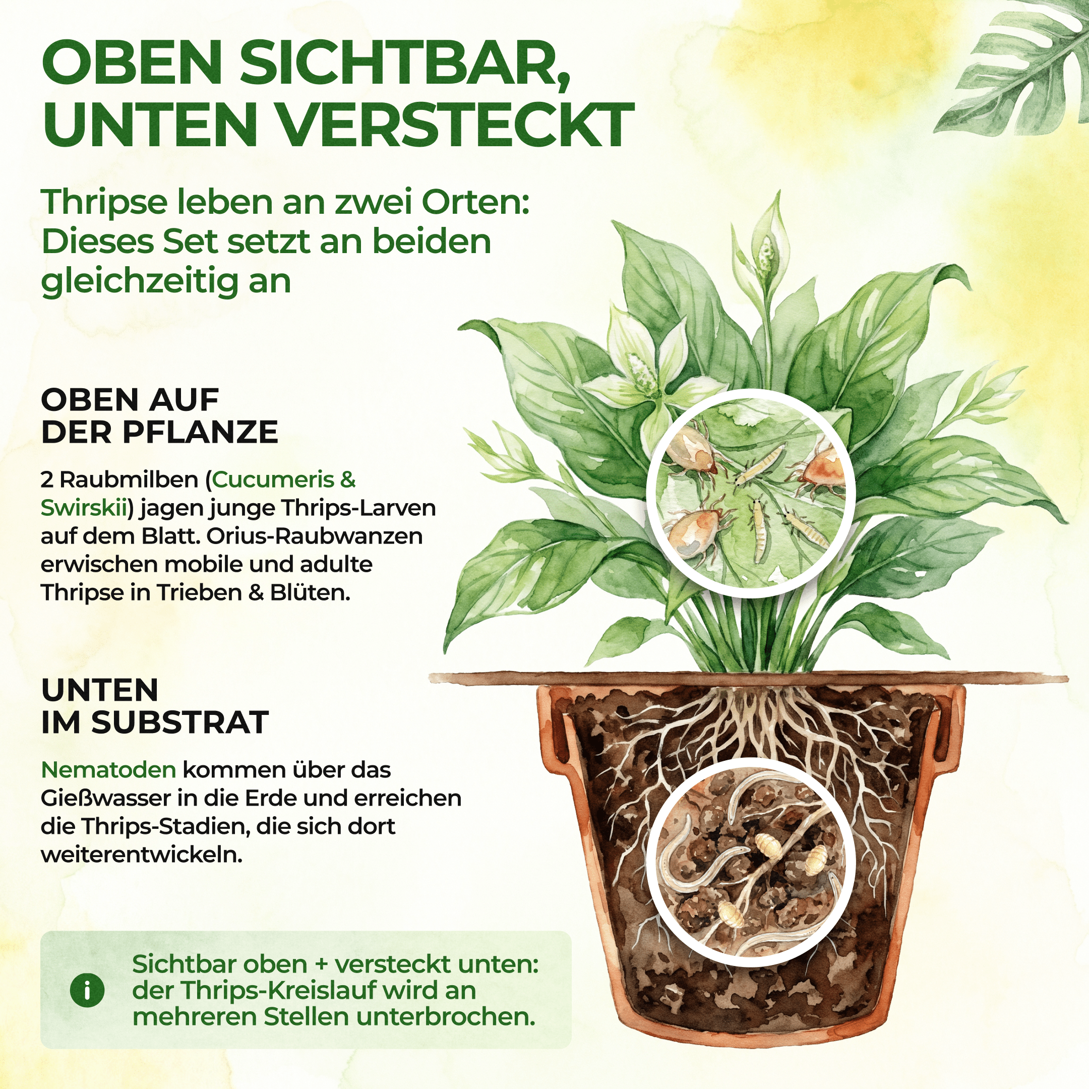 Thripse-Frei Bundle zur Soforthilfe - Green Guardia - Ihr Experte für Schädlinge und Pflanzen