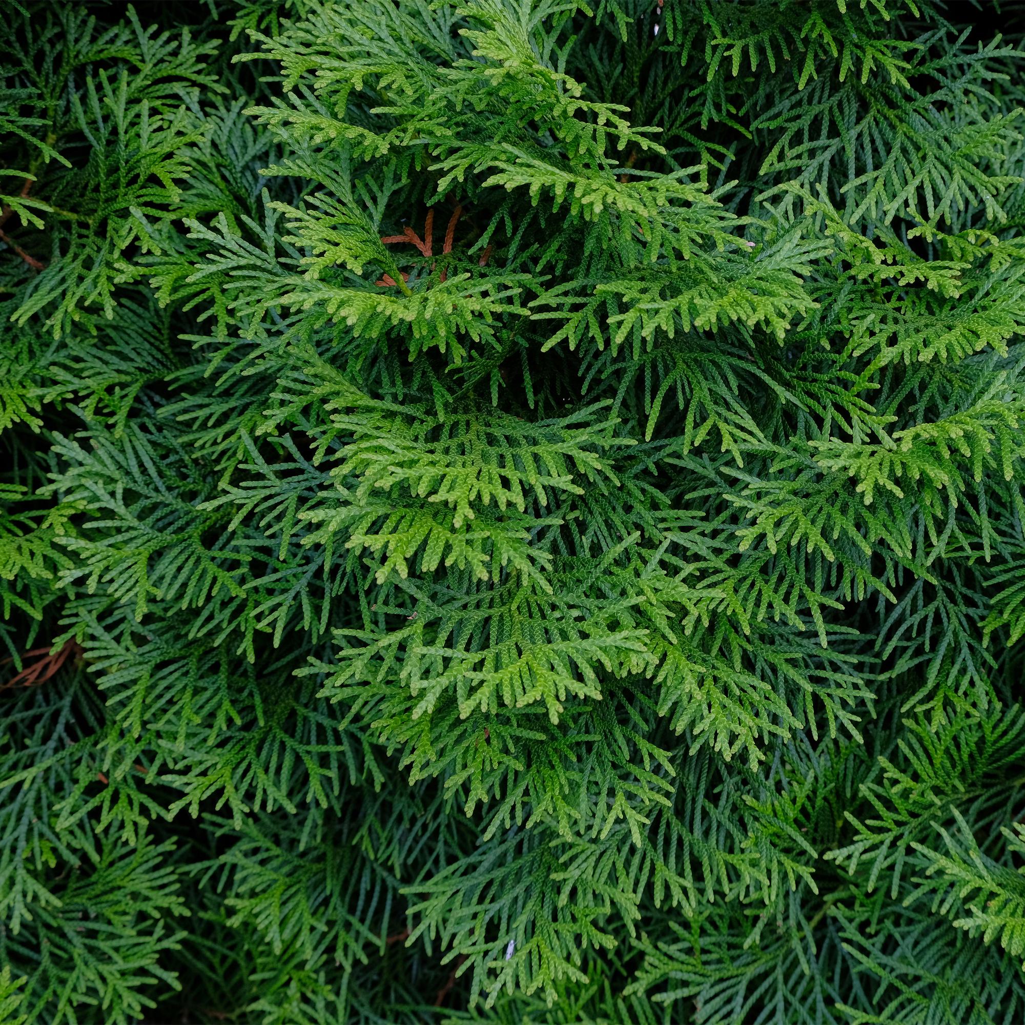 Thuja 'Smaragd' – immergrüne Heckenpflanze, 6 Pflanzen pro Meter, 17 - cm Topf, 60 cm Höhe - Green Guardia - Ihr Experte für Schädlinge und Pflanzen