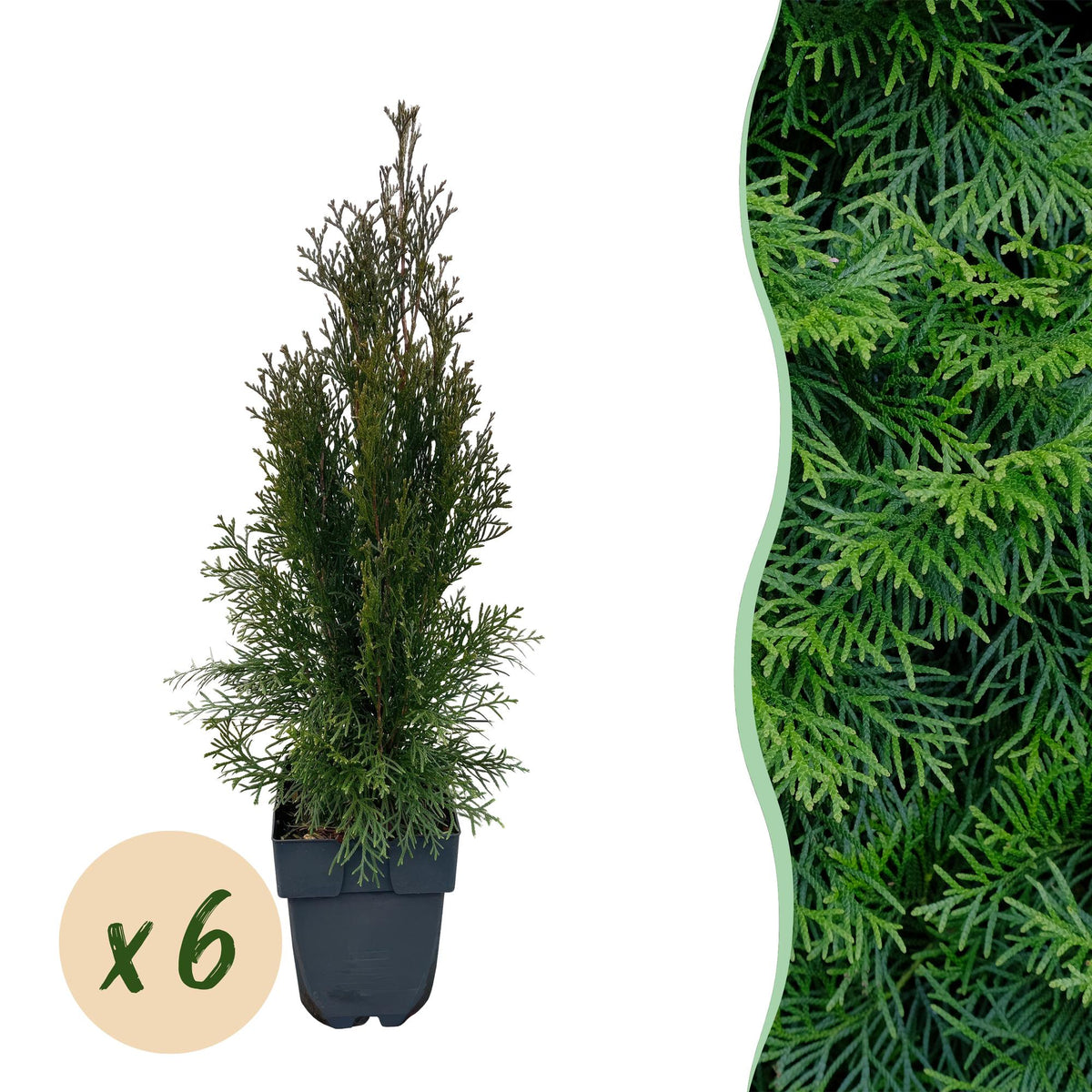 Thuja 'Smaragd' – immergrüne Heckenpflanze, 6 Pflanzen pro Meter, 17-c