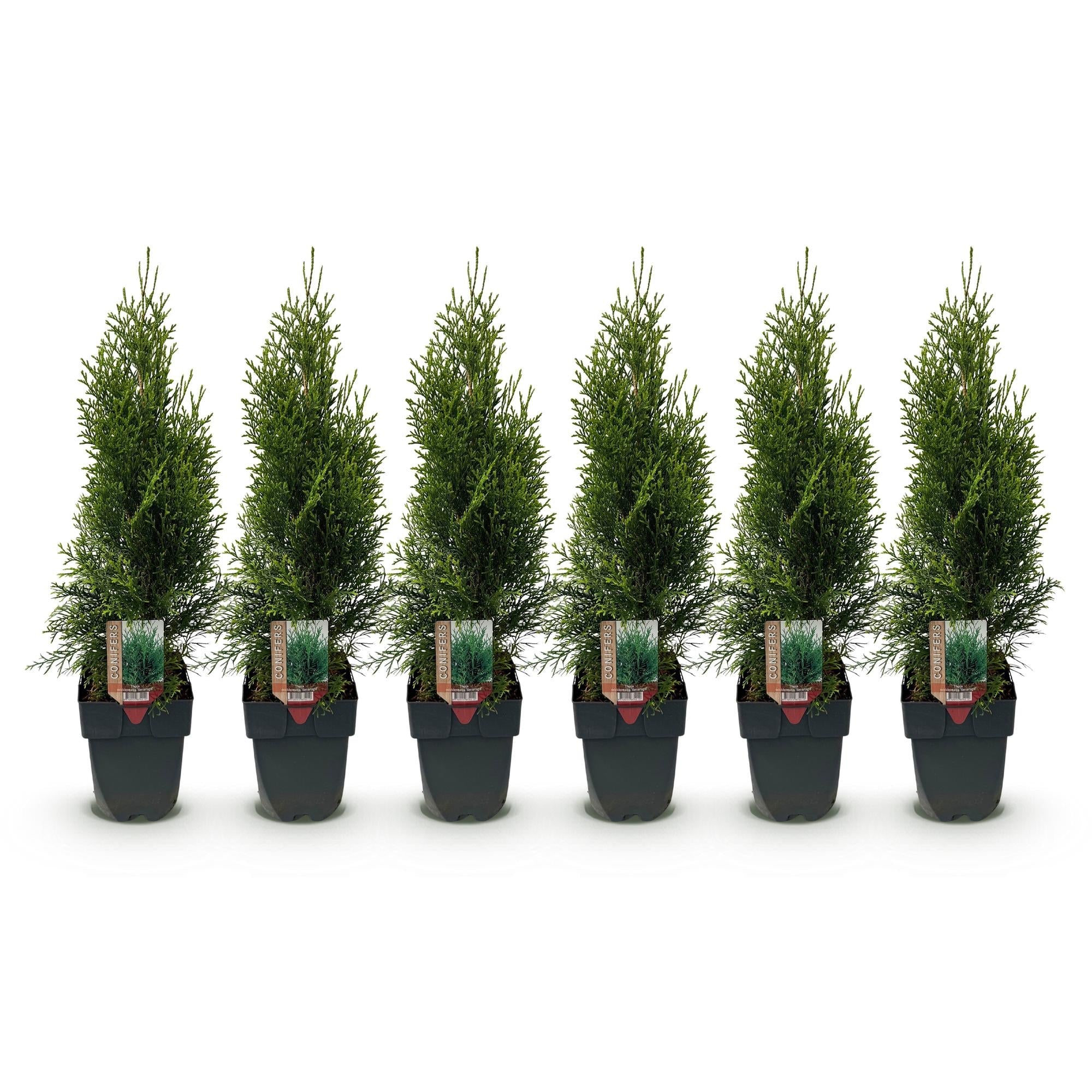 Thuja 'Smaragd' – immergrüne Heckenpflanze, 6 Pflanzen pro Meter, 17 - cm Topf, 60 cm Höhe - Green Guardia - Ihr Experte für Schädlinge und Pflanzen