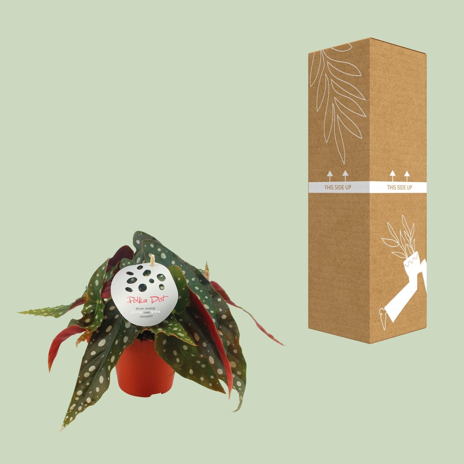 Begonia Maculata – Trout Begonia - 12 cm pot, 20 cm high