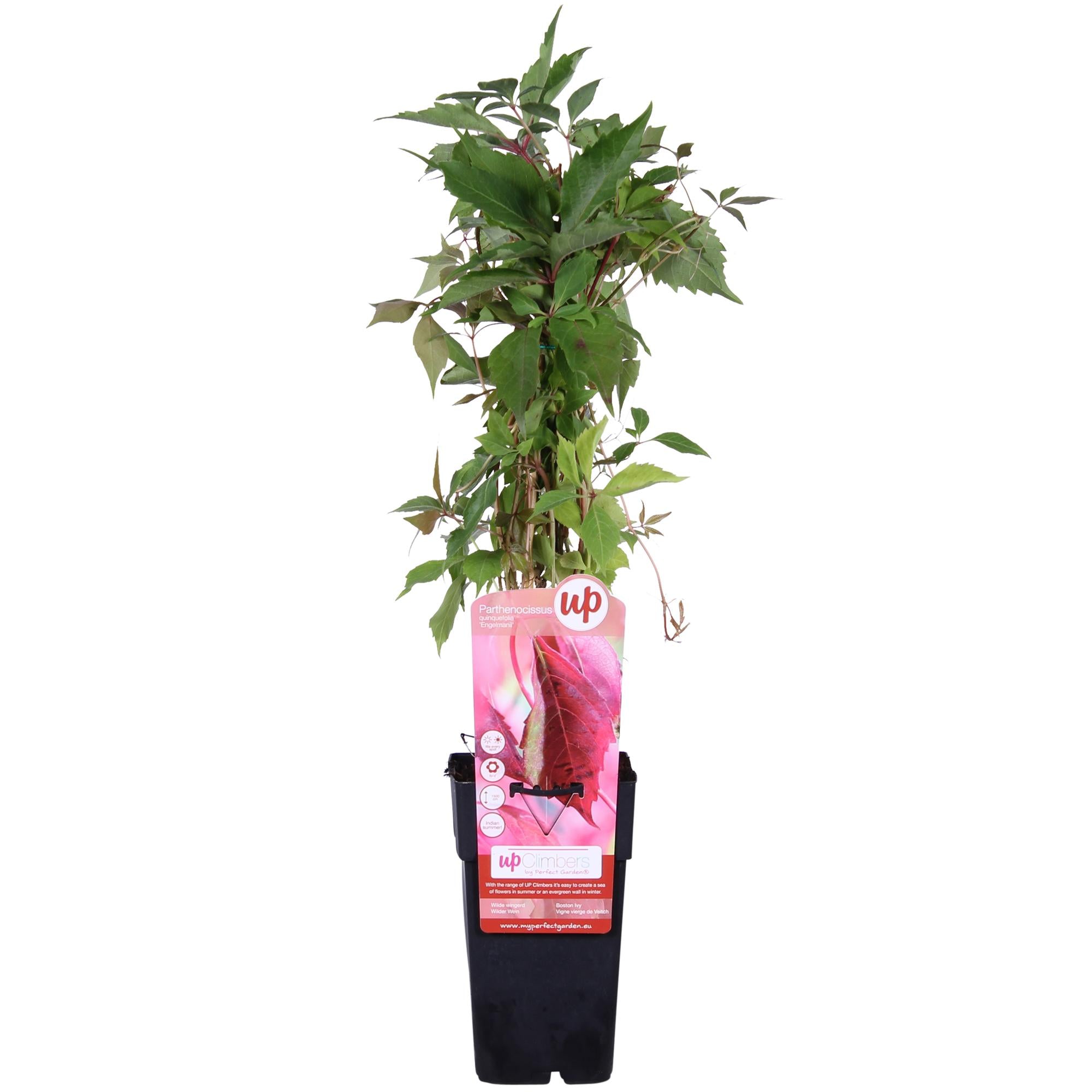 Wilder Wein ‘Engelmannii’ – schnellwachsende Kletterpflanze, 15 cm Topf, 65 cm