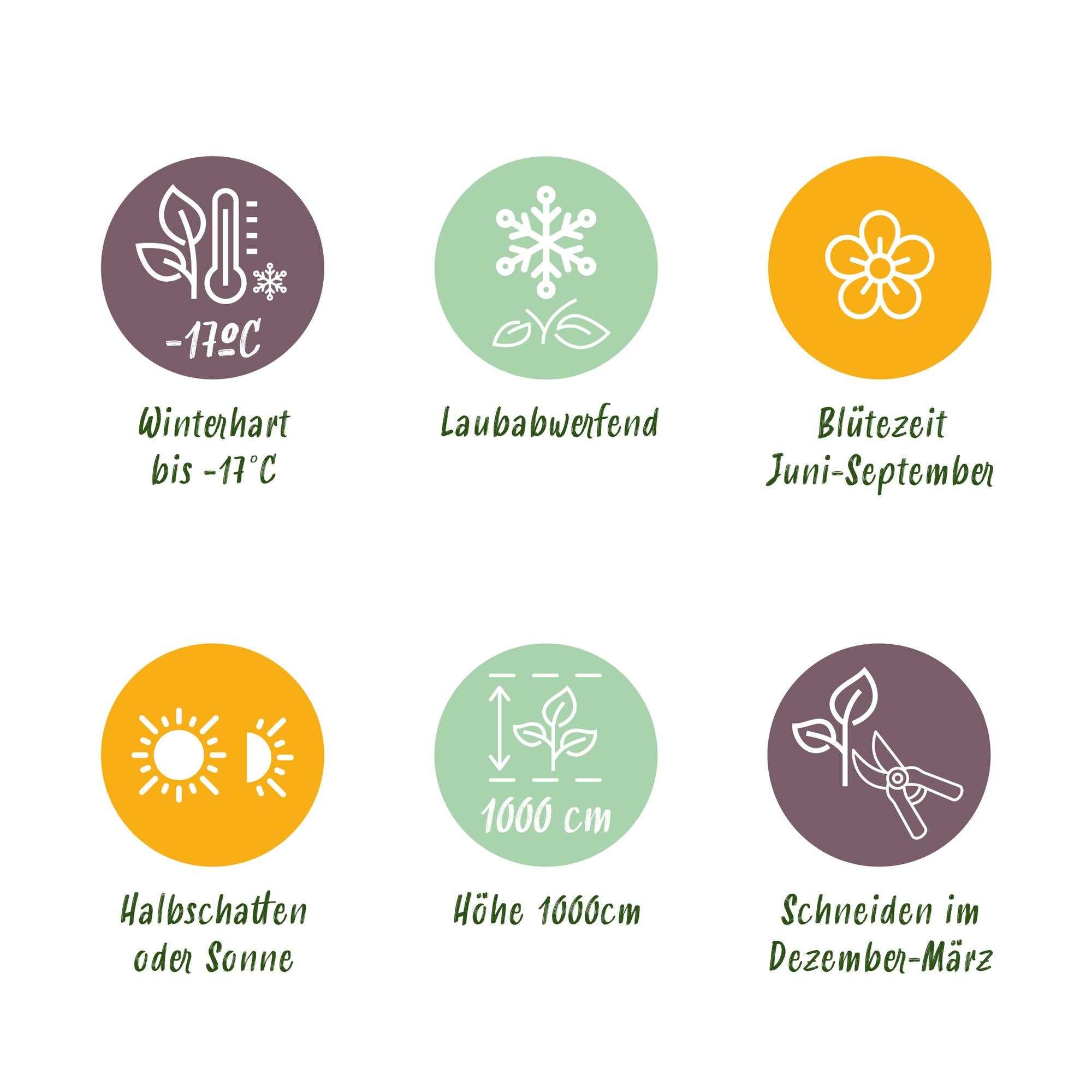 ’Rosa Rainbow’ Kletterrose – mehrfarbige Blüten in Rosa, Weiß, Gelb und Rot, 4 Pflanzen im 11 cm Topf