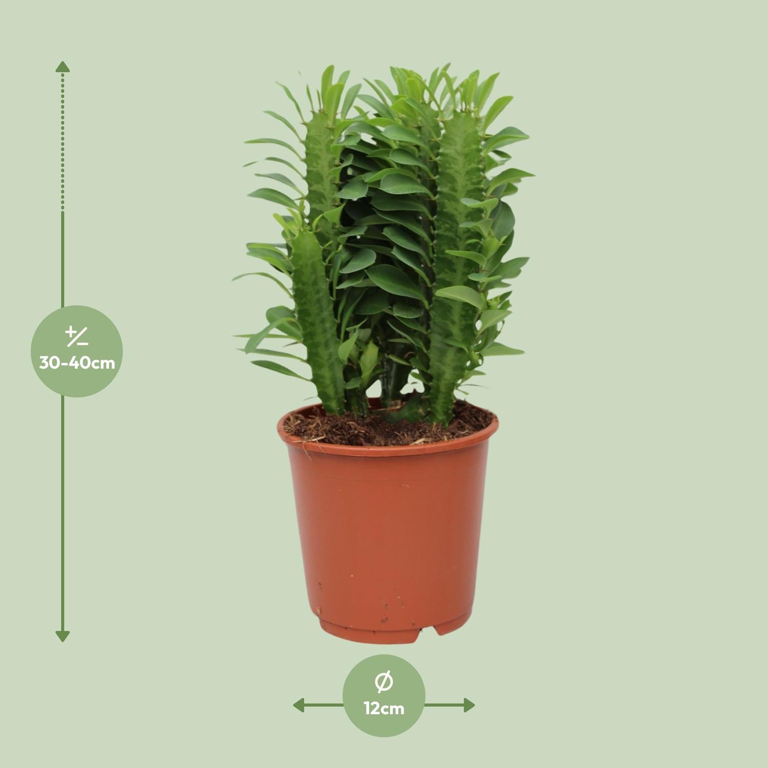 Euphorbia trigona – African milk tree - 40-70 cm