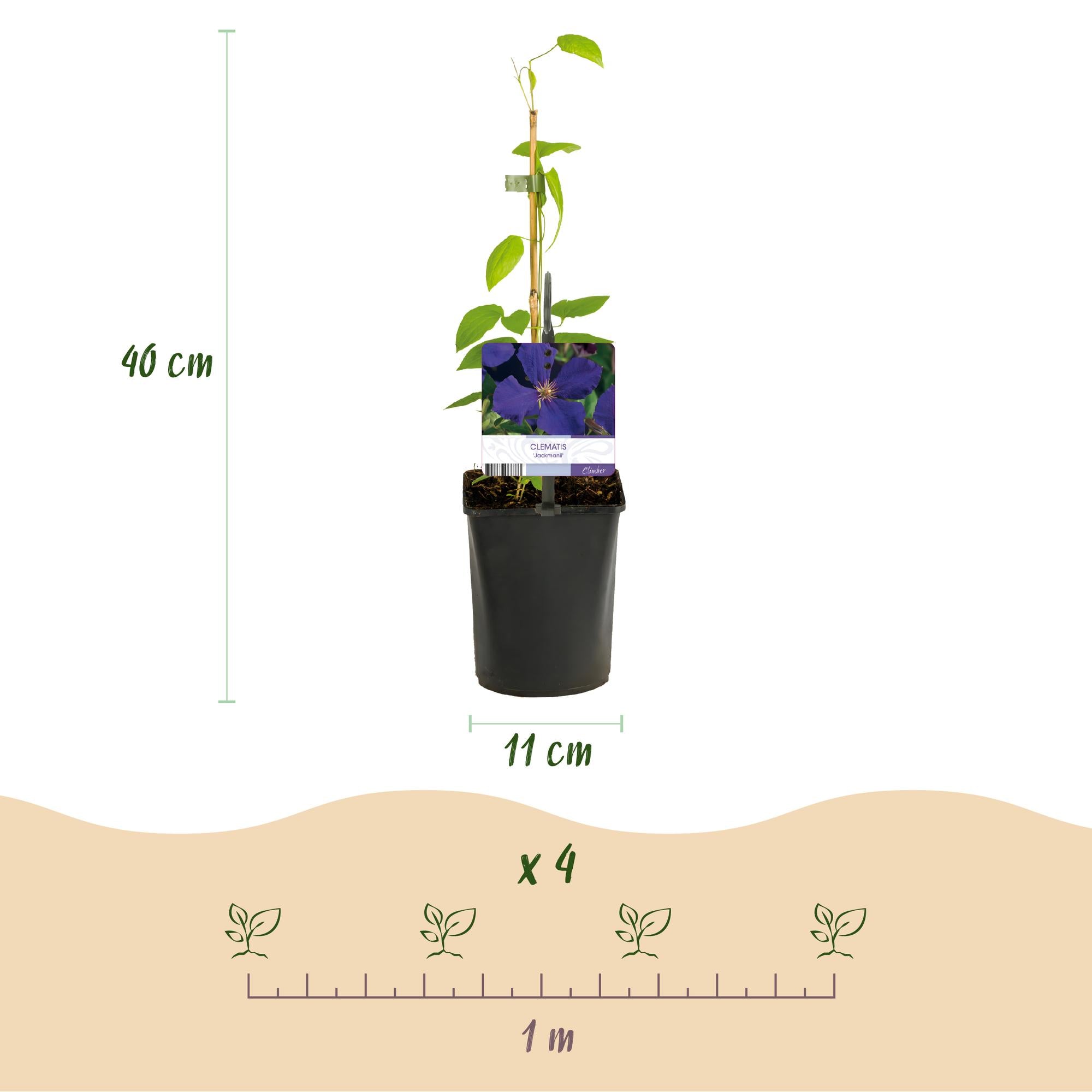 Kletterpflanze Clematis ‘Tricolour’ – Rosa-Weiß-Lila Blüte, 3 Pflanzen, 11 cm Topf, ca. 40 cm hoch
