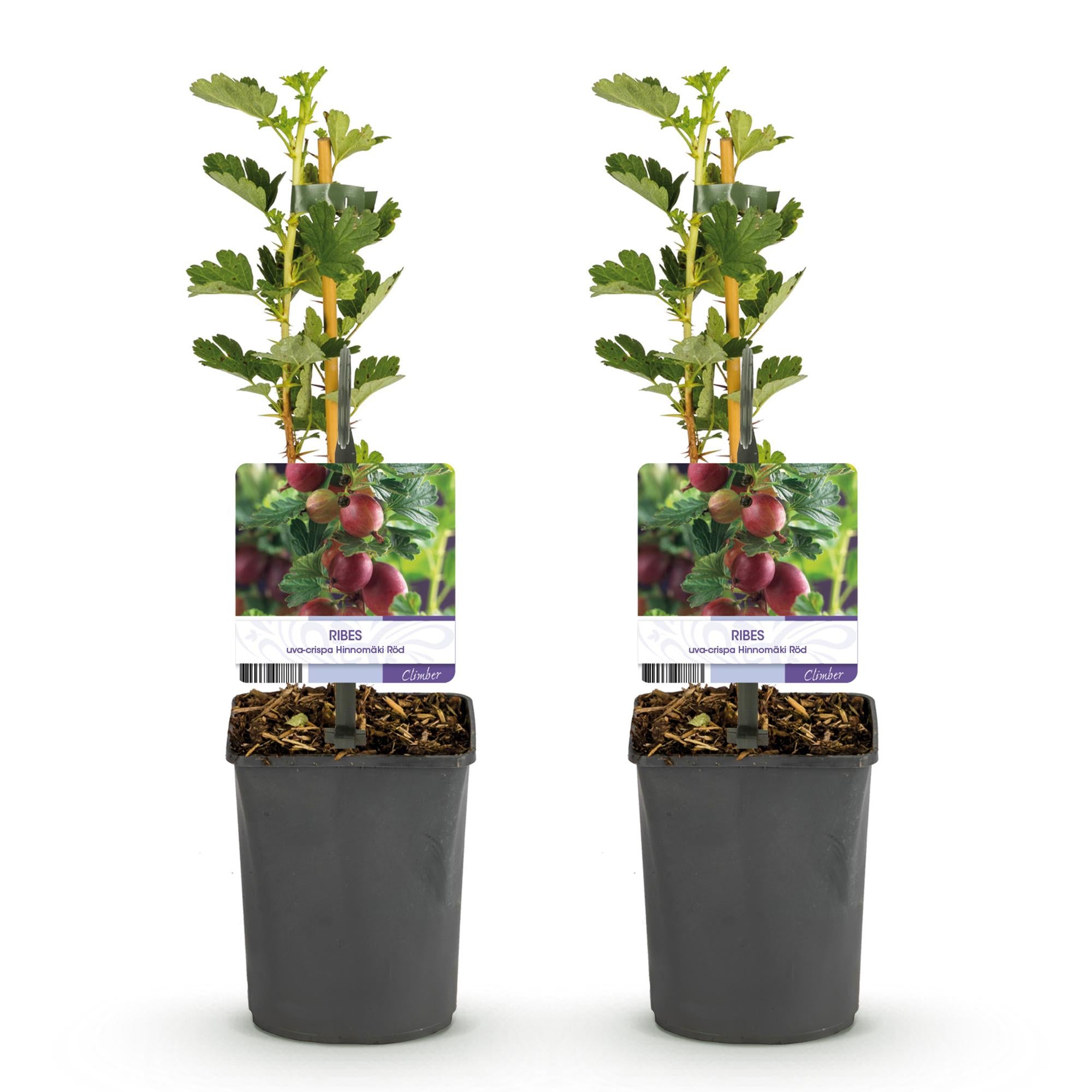 Röd krusbär ”Hinnomäki Röd” – 2 plantor i en 11 cm kruka (ca 40 cm)
