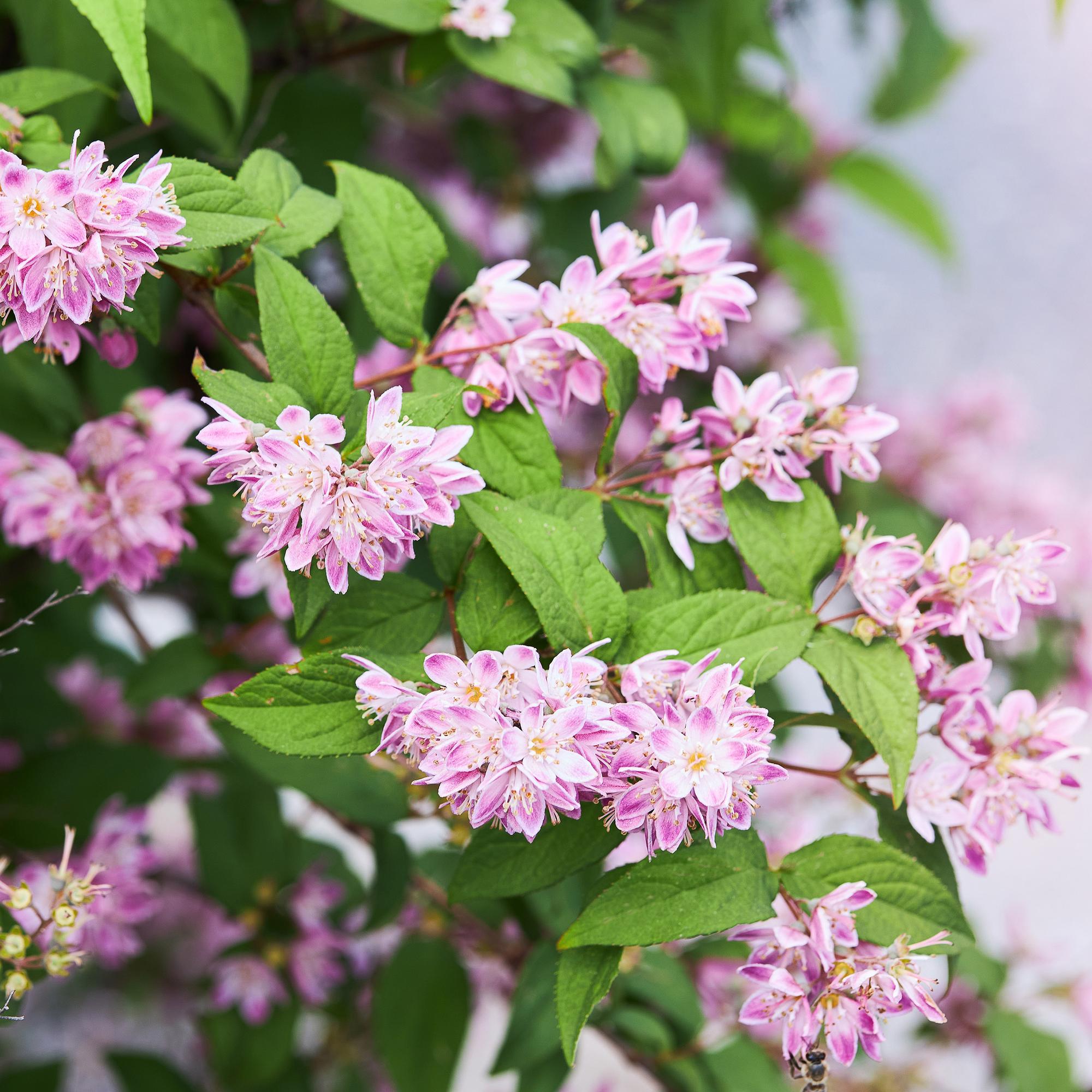 Deutzia 'Strawberry Fields' – okrasný keř s růžovými květy, květináč 17 cm, výška 45 cm