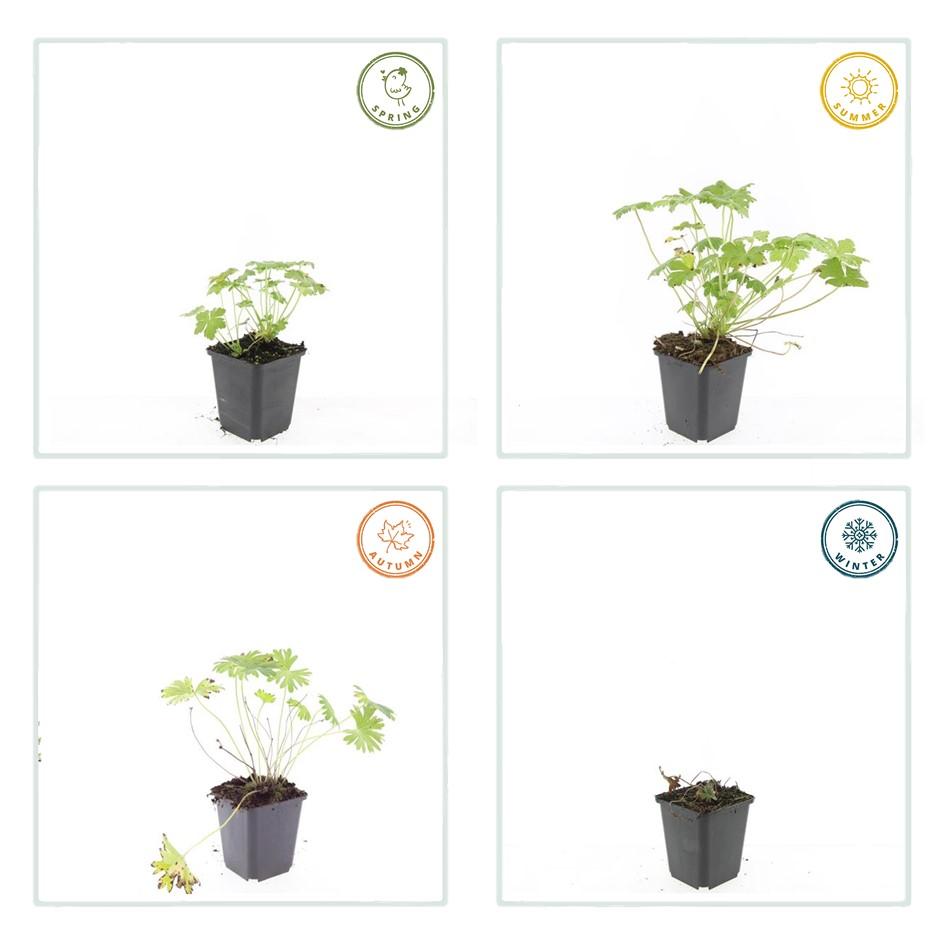 Geranium ‘Tiny Monster’ – kompakter Storchschnabel, 9 cm Topf, 10–25 cm