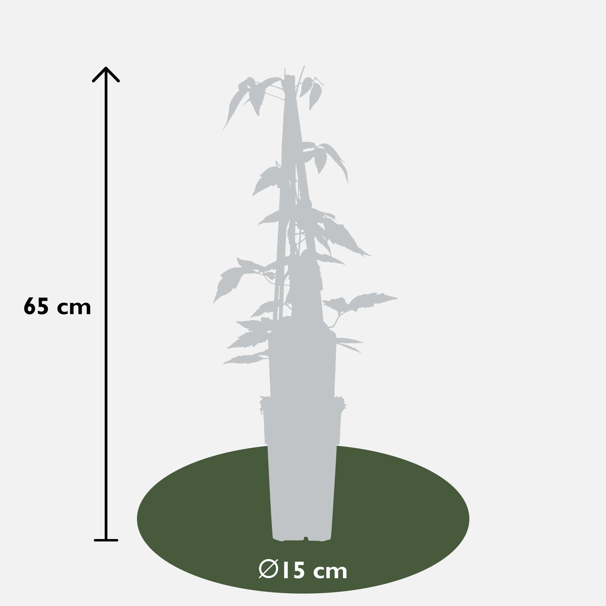 Klematis 'Fragrant Spring' (Clematis montana) – ljusrosa blommor, 15 cm kruka, 65 cm höjd
