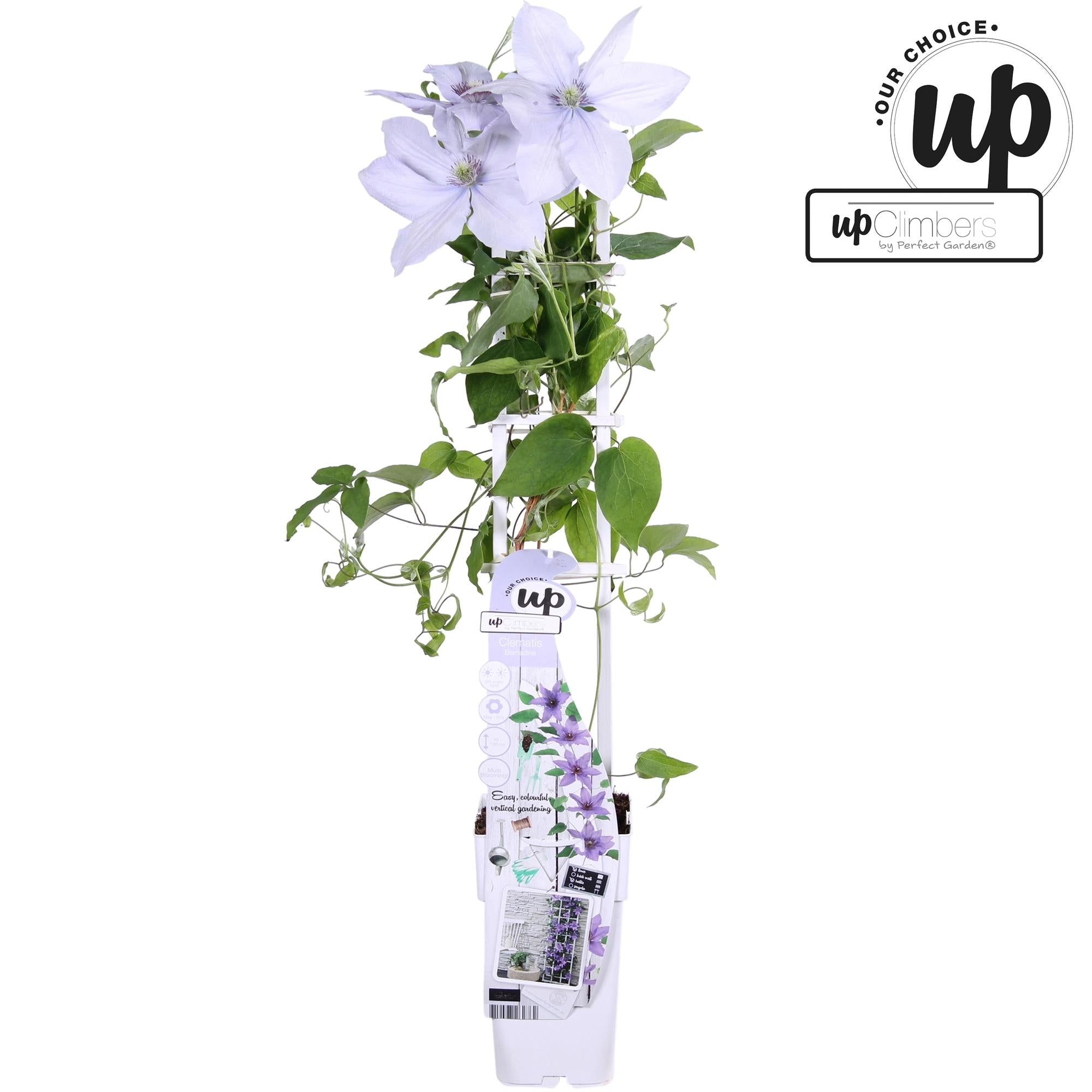 Clematis Evison 'Bernadine' – jemné fialové květy, kompaktní růst