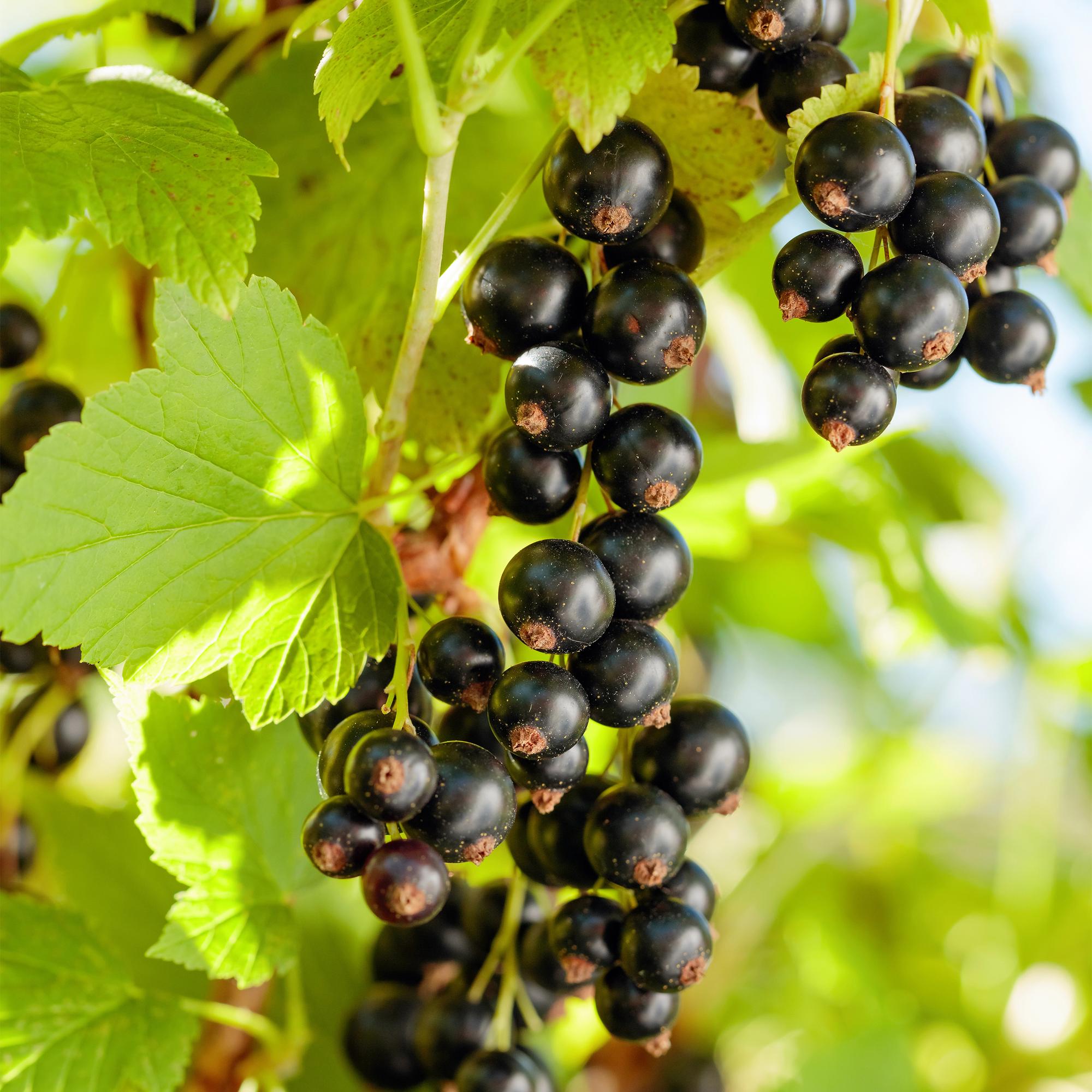 Blackcurrant “Titania” – 2 plants, approx. 40 cm tall, 11 cm pot