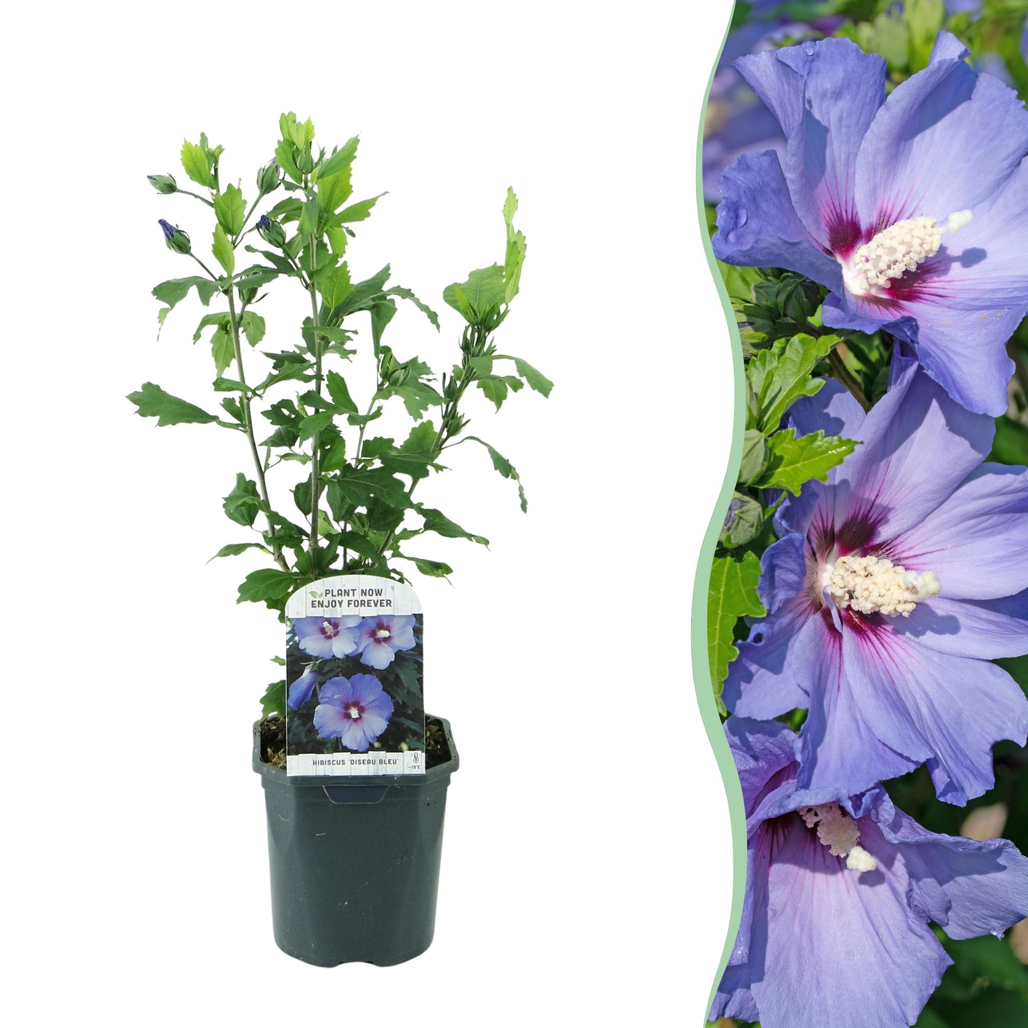 Trädgårdshibiskus 'Oiseau Blue' – blå blommor, 1 planta, 17 cm kruka, 45 cm hög