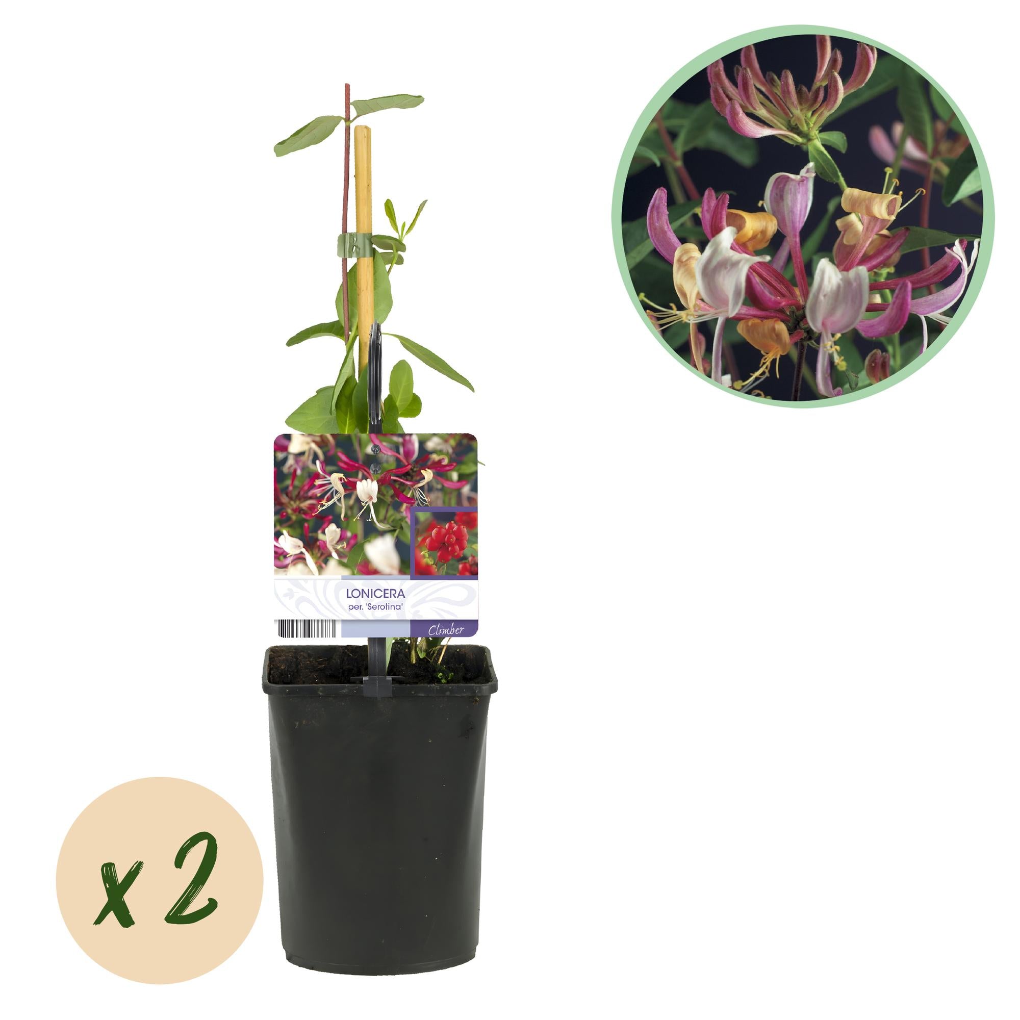 GreenboutiQ - Kaprifol - Lonicera serotina - Rosa blommor med vitt - Lättskött - 2 plantor - 11 cm kruka, 40 cm hög