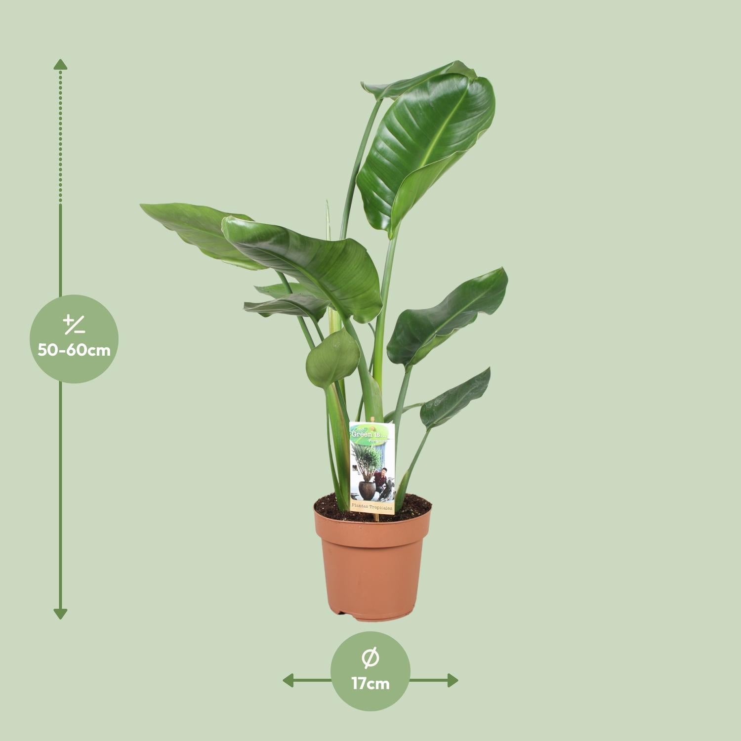 Strelitzia Nicolai – Weiße Paradiesvogelblume - 60-170 cm