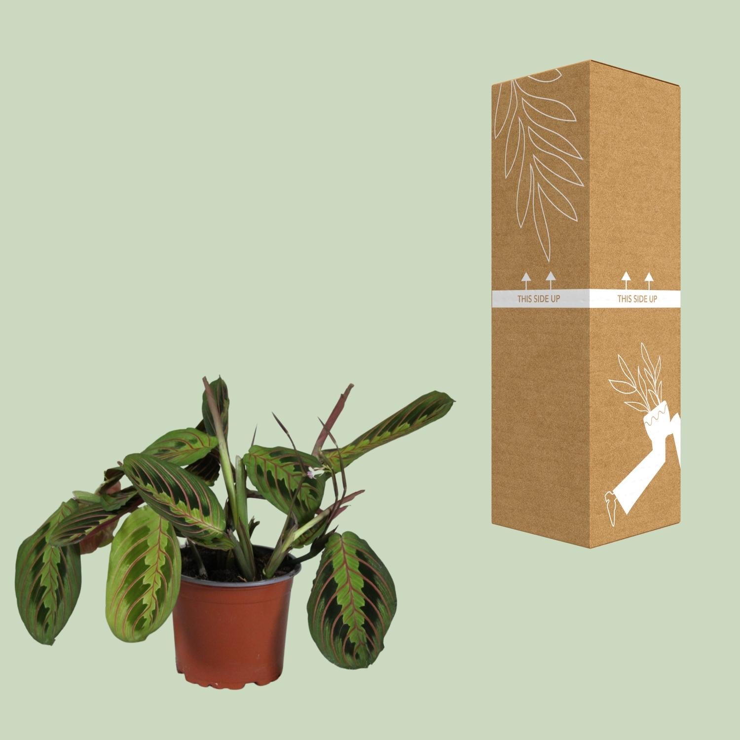 Maranta Leuconeura 'Fascinator' – Böneväxt - 12 cm kruka, 30 cm hög