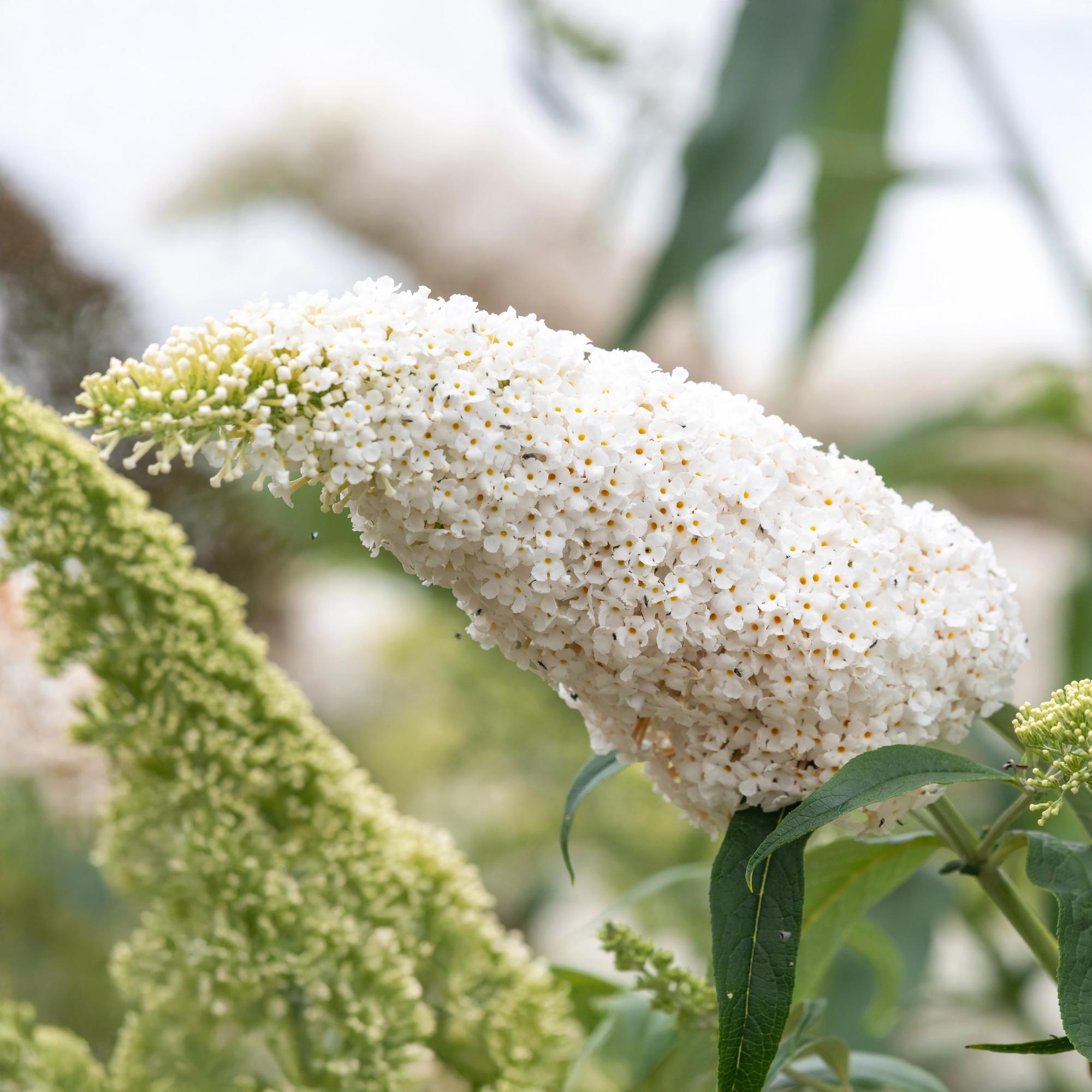Fjärilsbuske 'White Profusion' – 1 planta, vitblommande, 17 cm kruka, 25 cm hög