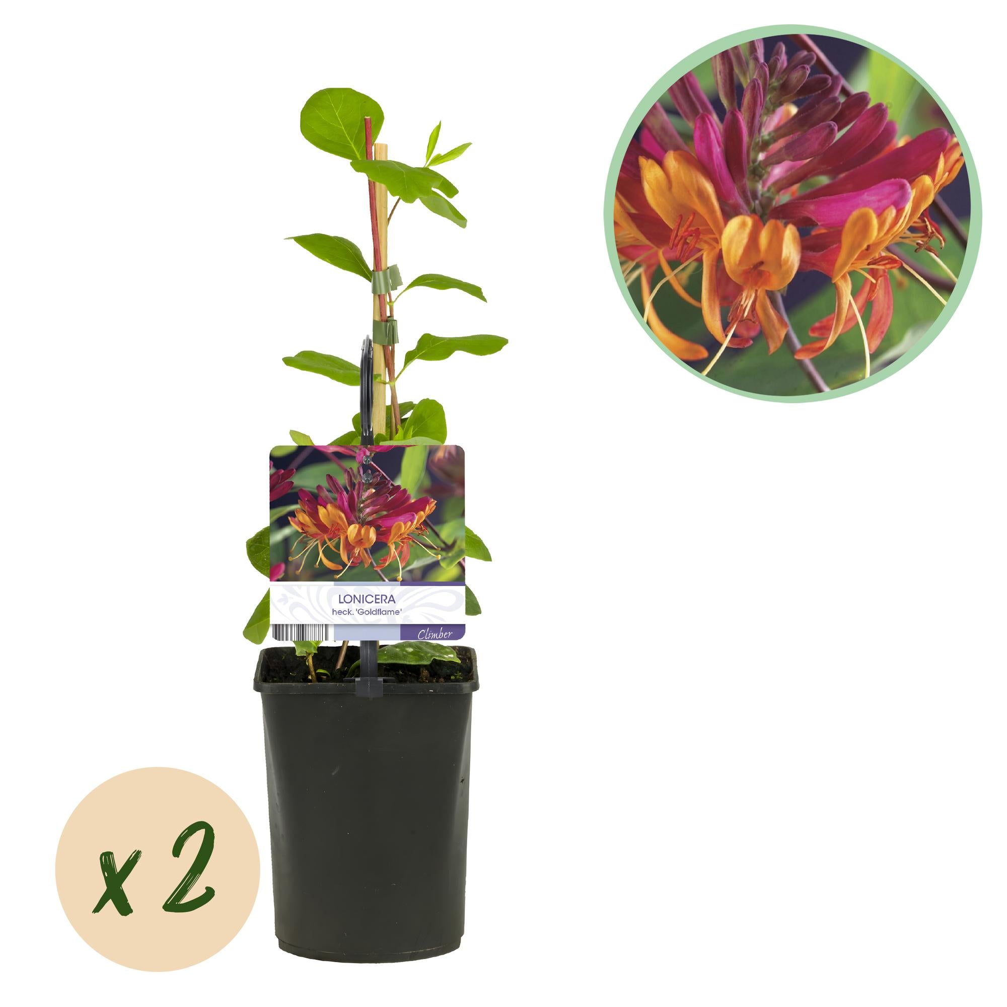 GreenboutiQ - Zimolez - Lonicera heckrottii Goldflame - Růžové květy se žlutými - Nenáročná údržba - 2 rostliny - květináč 11 cm, výška 40 cm