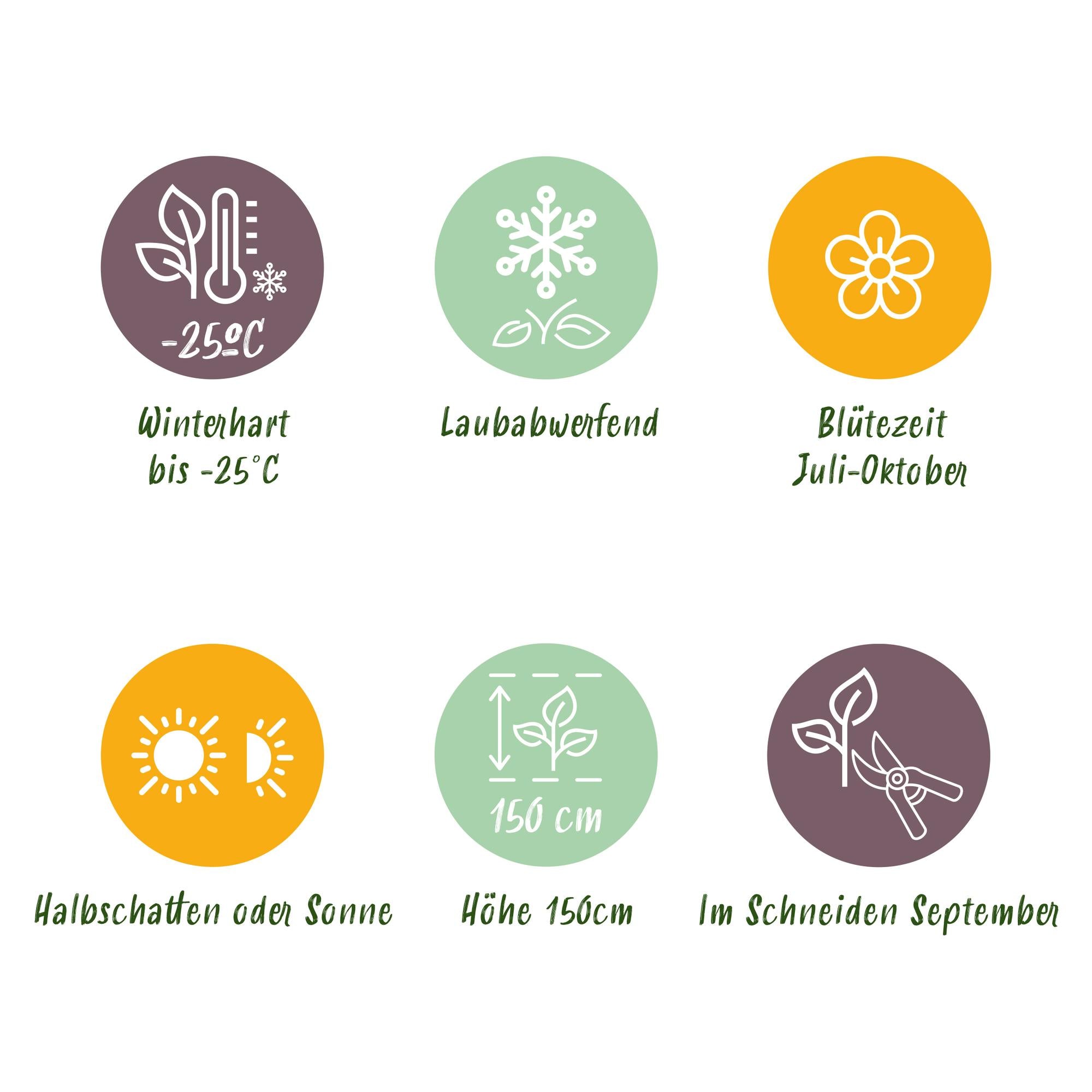 Panikelhortensia 'Limelight' – krämvita blommor, i en 17 cm kruka, 50 cm hög