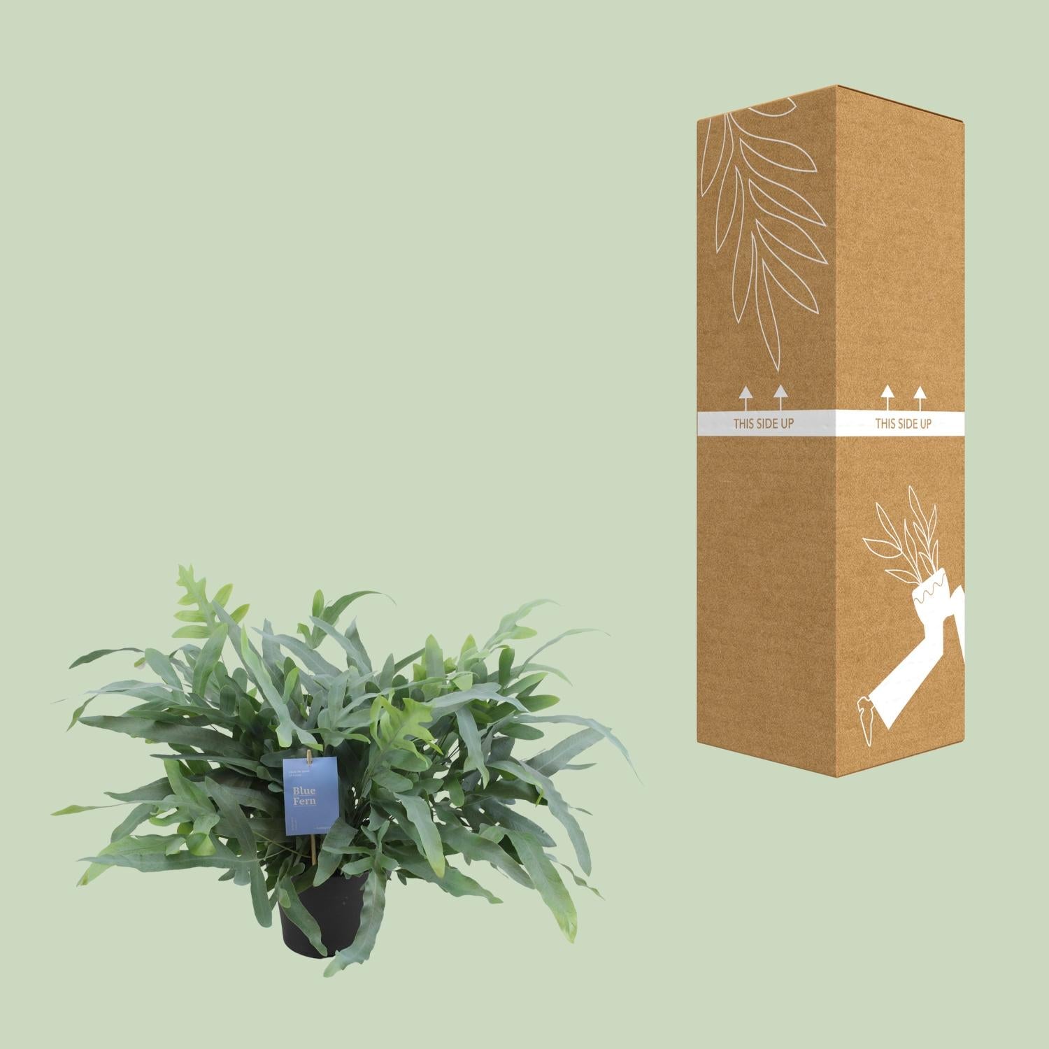 Phlebodium Aureum ‘Blue Star’ – Blaufarn - 17 cm Topf, 50 cm hoch