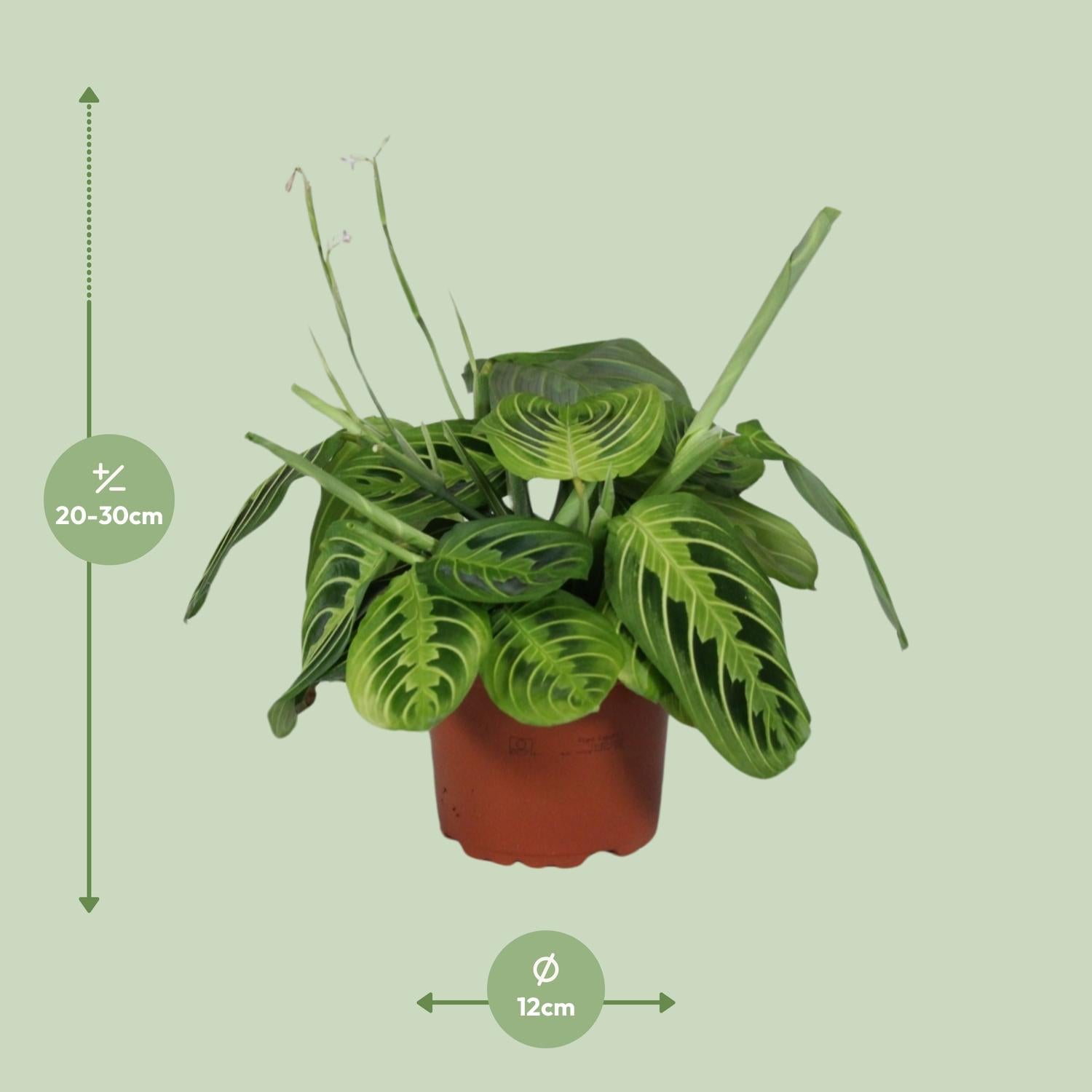 Maranta Leuconeura ‘Fascinator Lemon Lime’ – Pfeilwurze - 12cm Topf, 30cm hoch