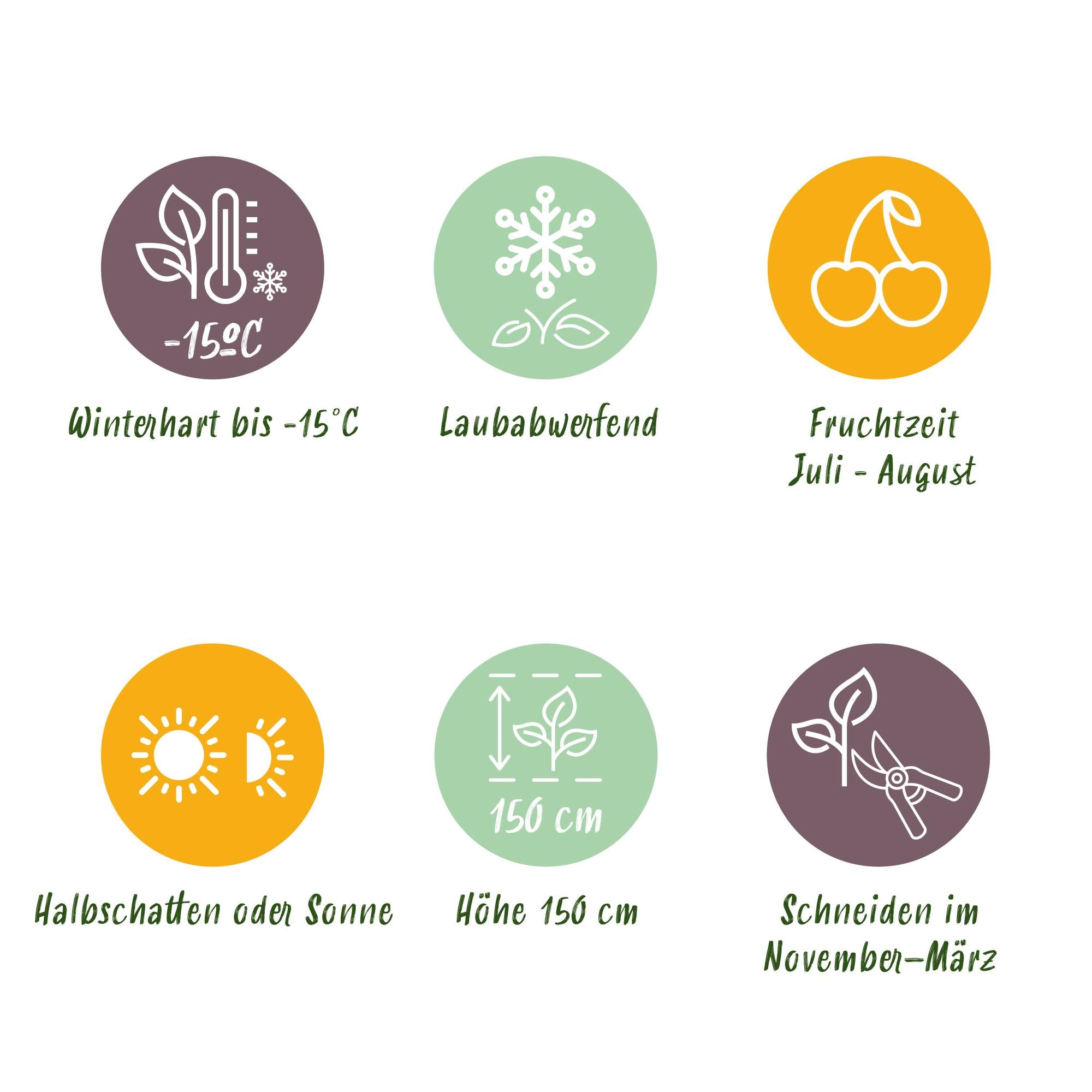 Röd krusbär ”Hinnomäki Röd” – 2 plantor i en 11 cm kruka (ca 40 cm)