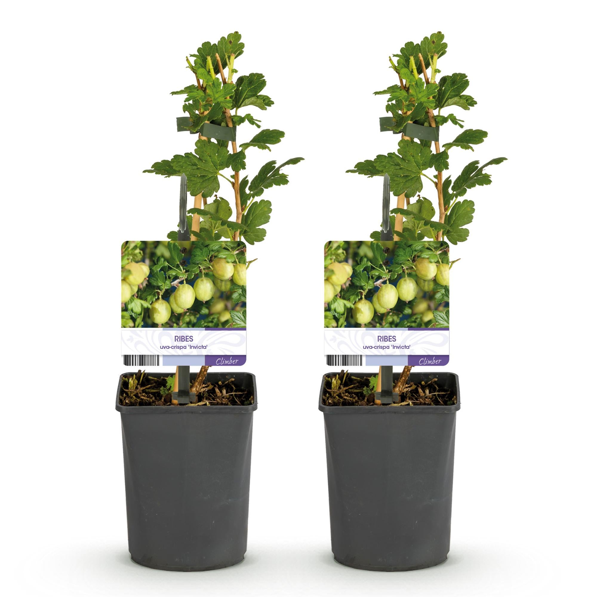 Gooseberry fruit plant “Invicta” – 2 plants, 11 cm pot, approx. 40 cm tall