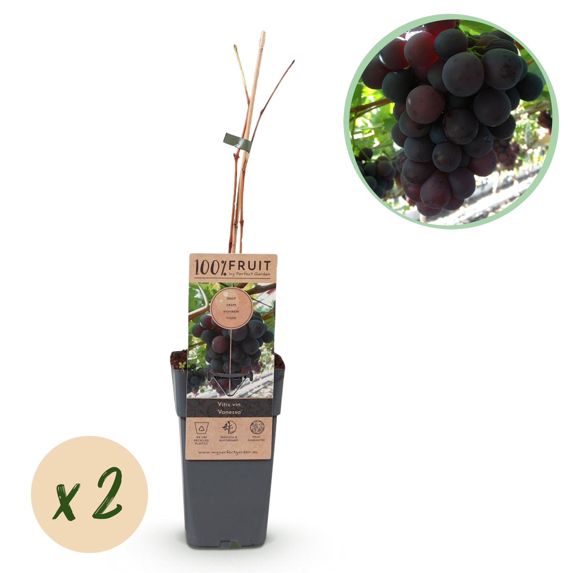 Uva sin semillas 'Vanessa' – Vitis vinifera, 2 plantas, maceta de 15 cm, altura 50 cm